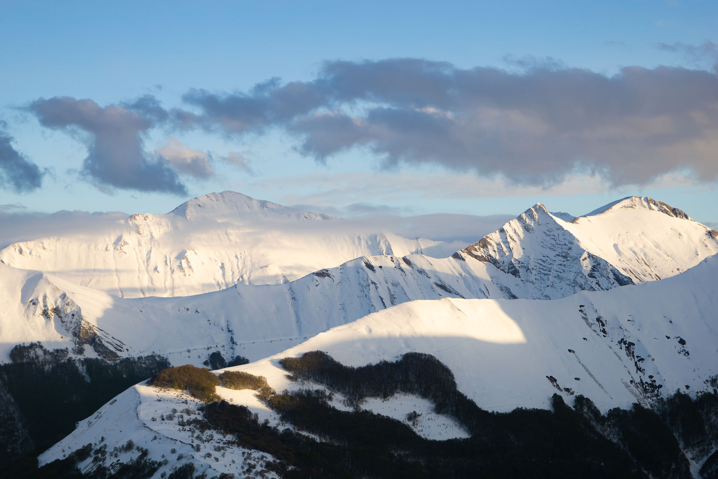 Snowy Sibylline