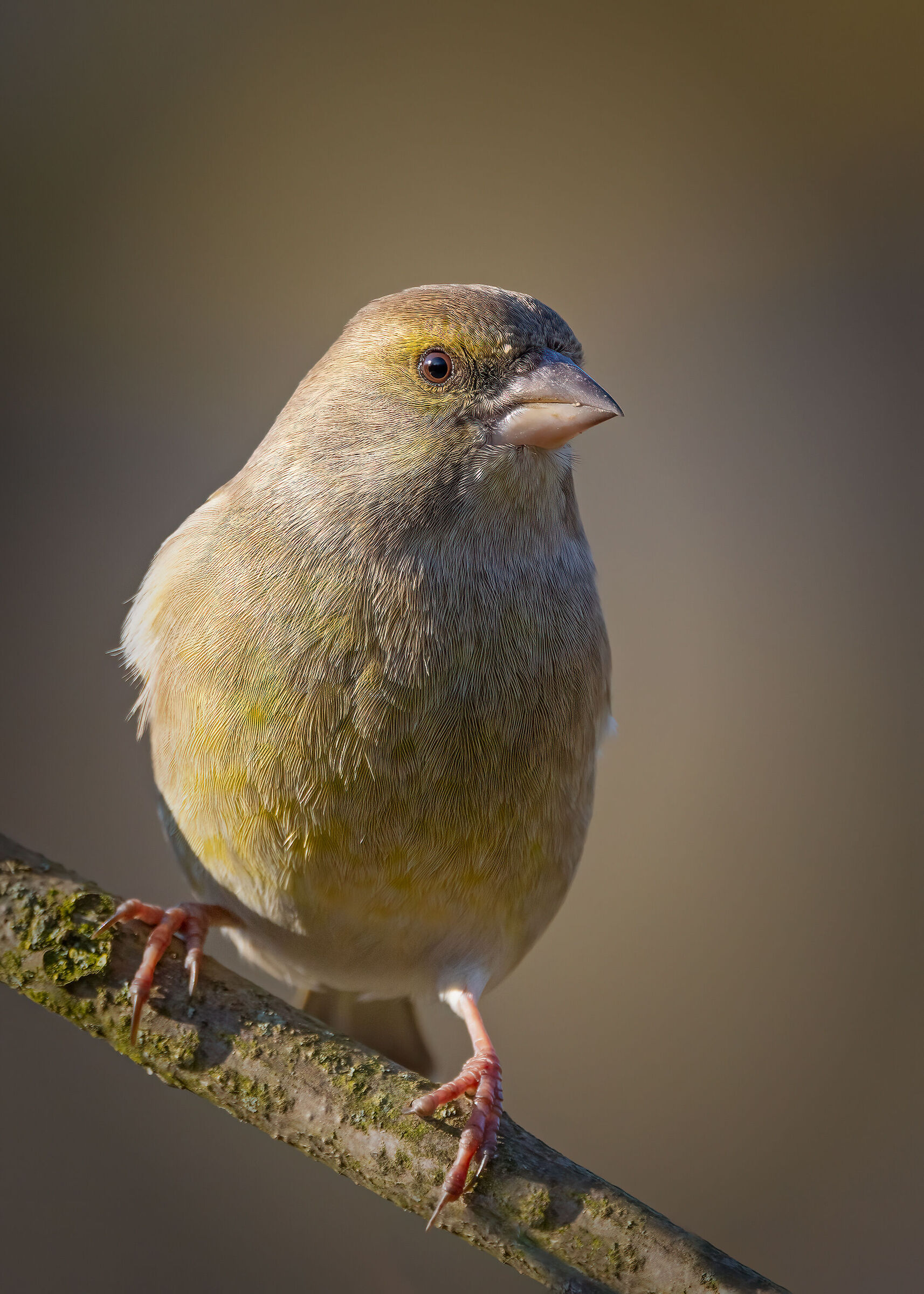Ritratto di Verdone comune femmina (Carduelis chloris)