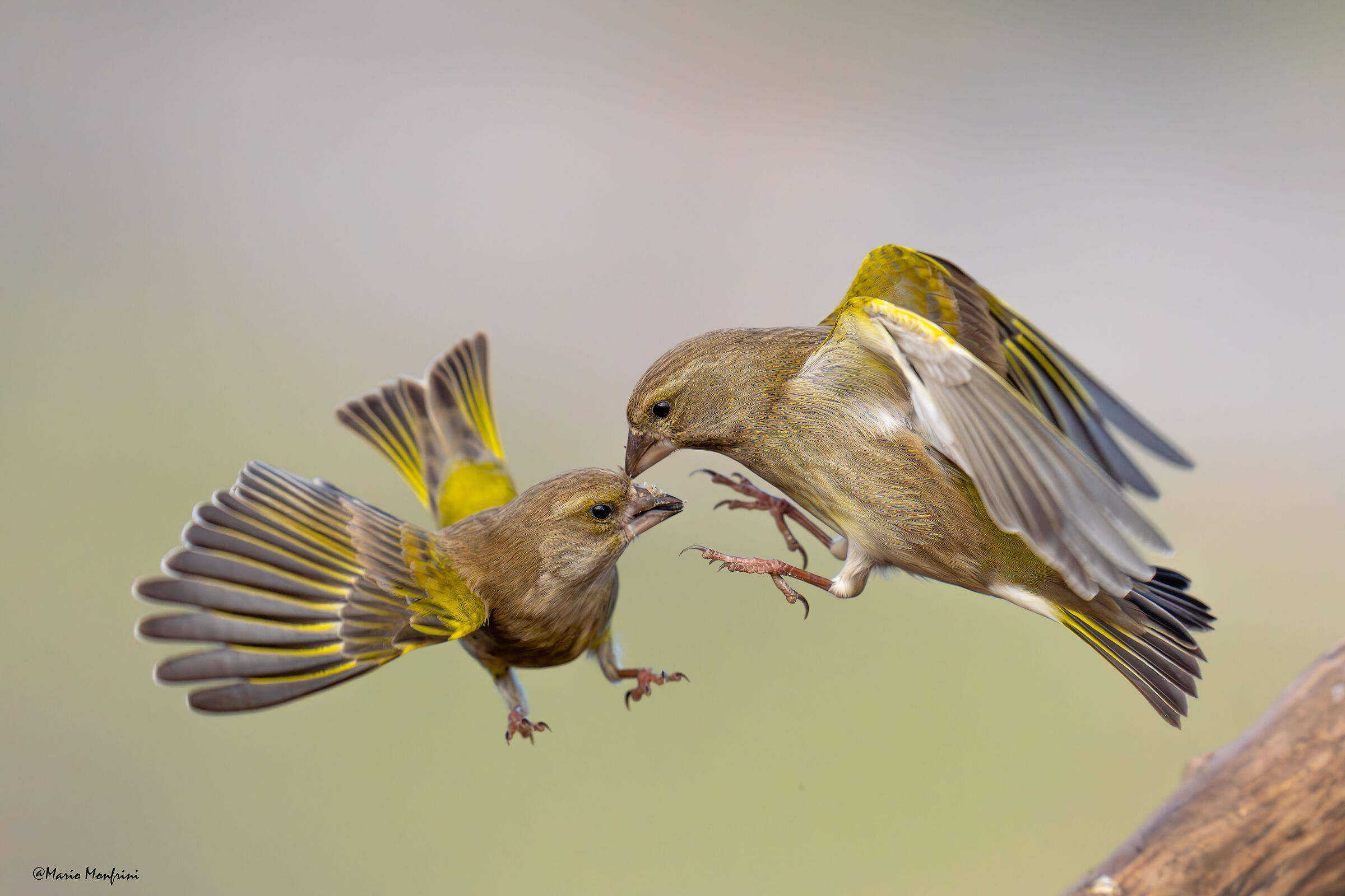 Fight club parte III