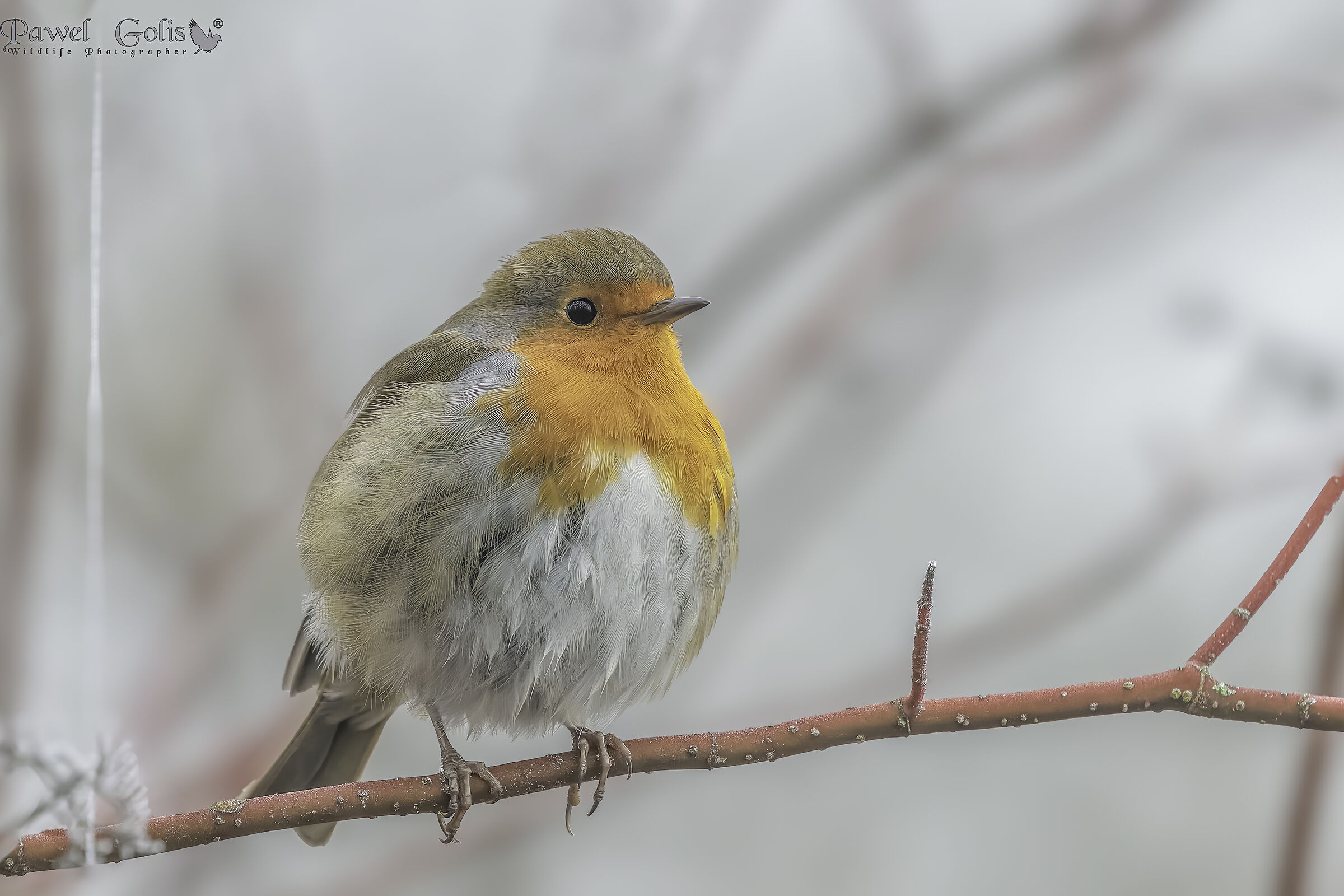 Pettirosso europeo (Erithacus rubecula)