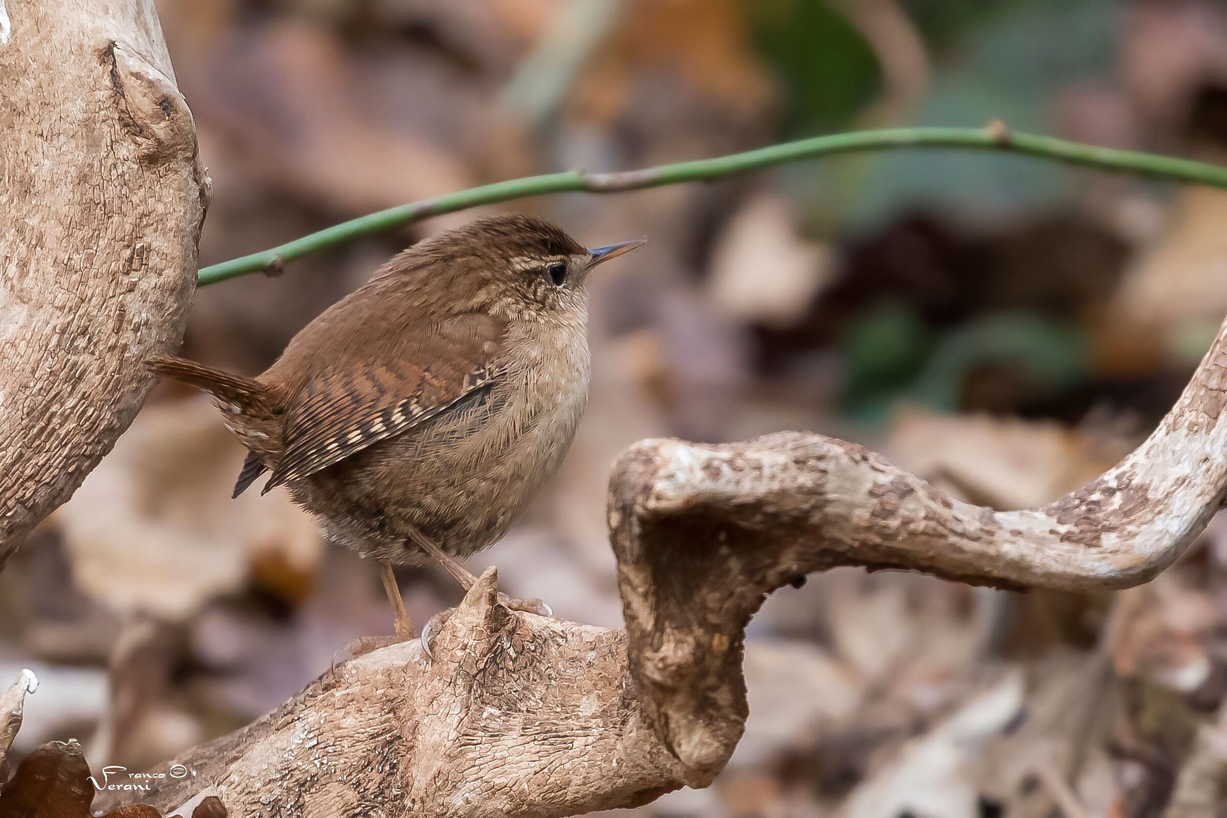 The Wren