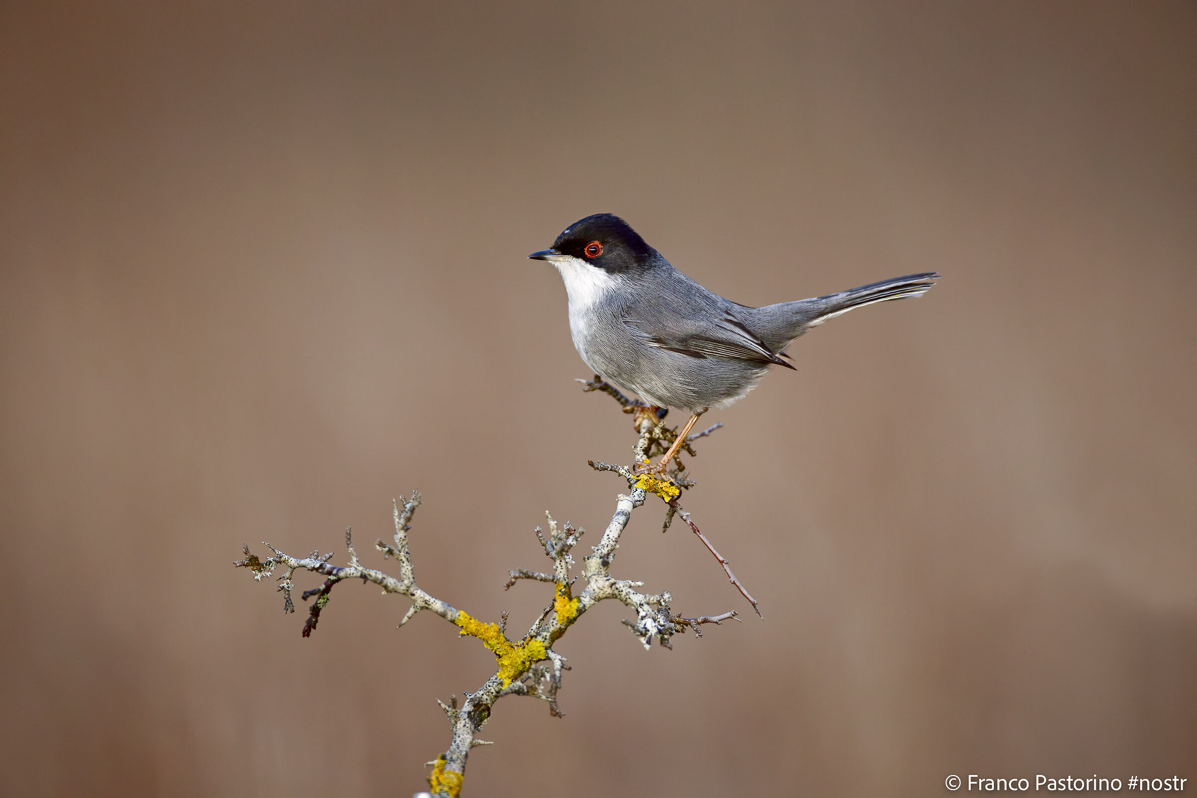 Sardinian warbler
