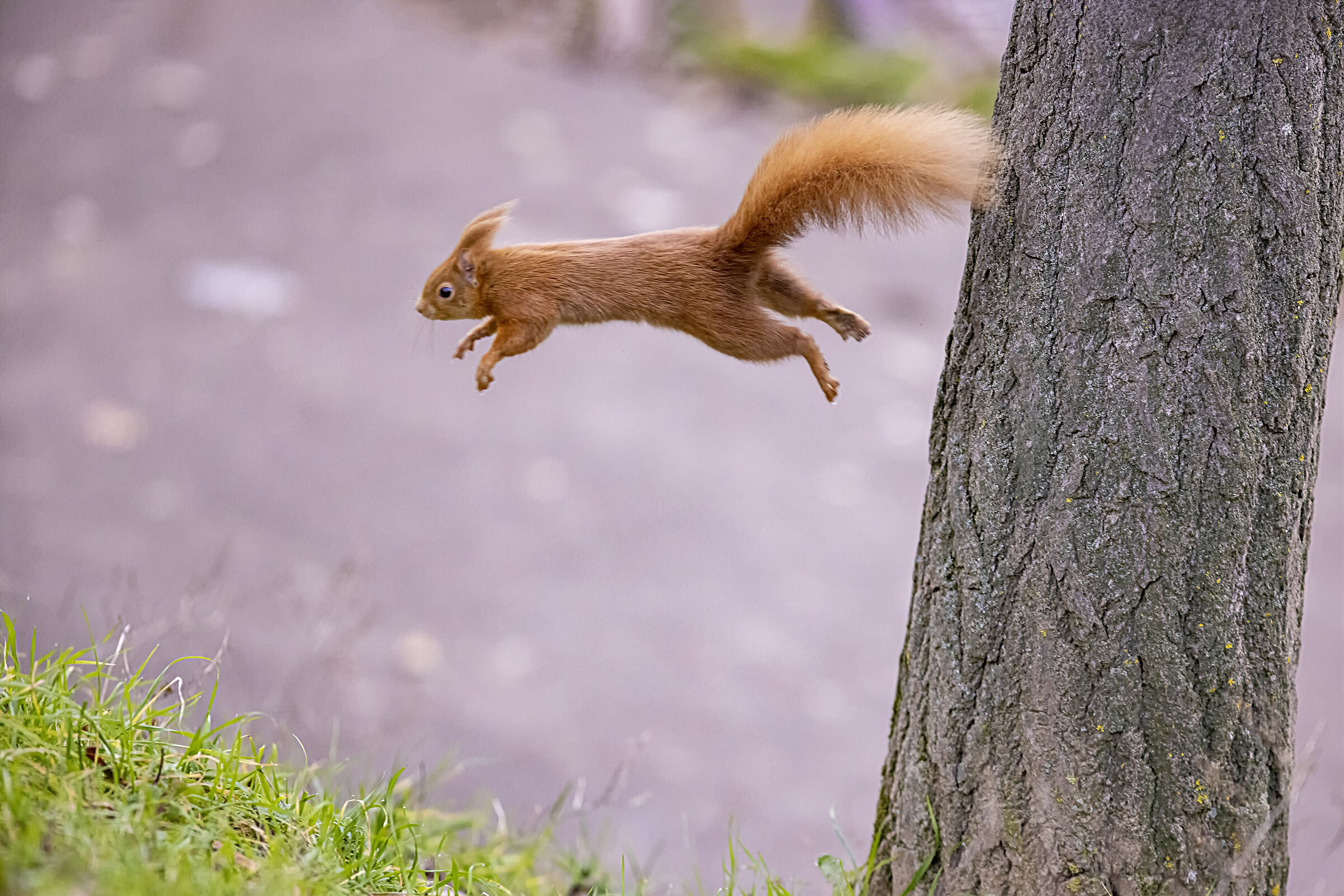 il Salto
