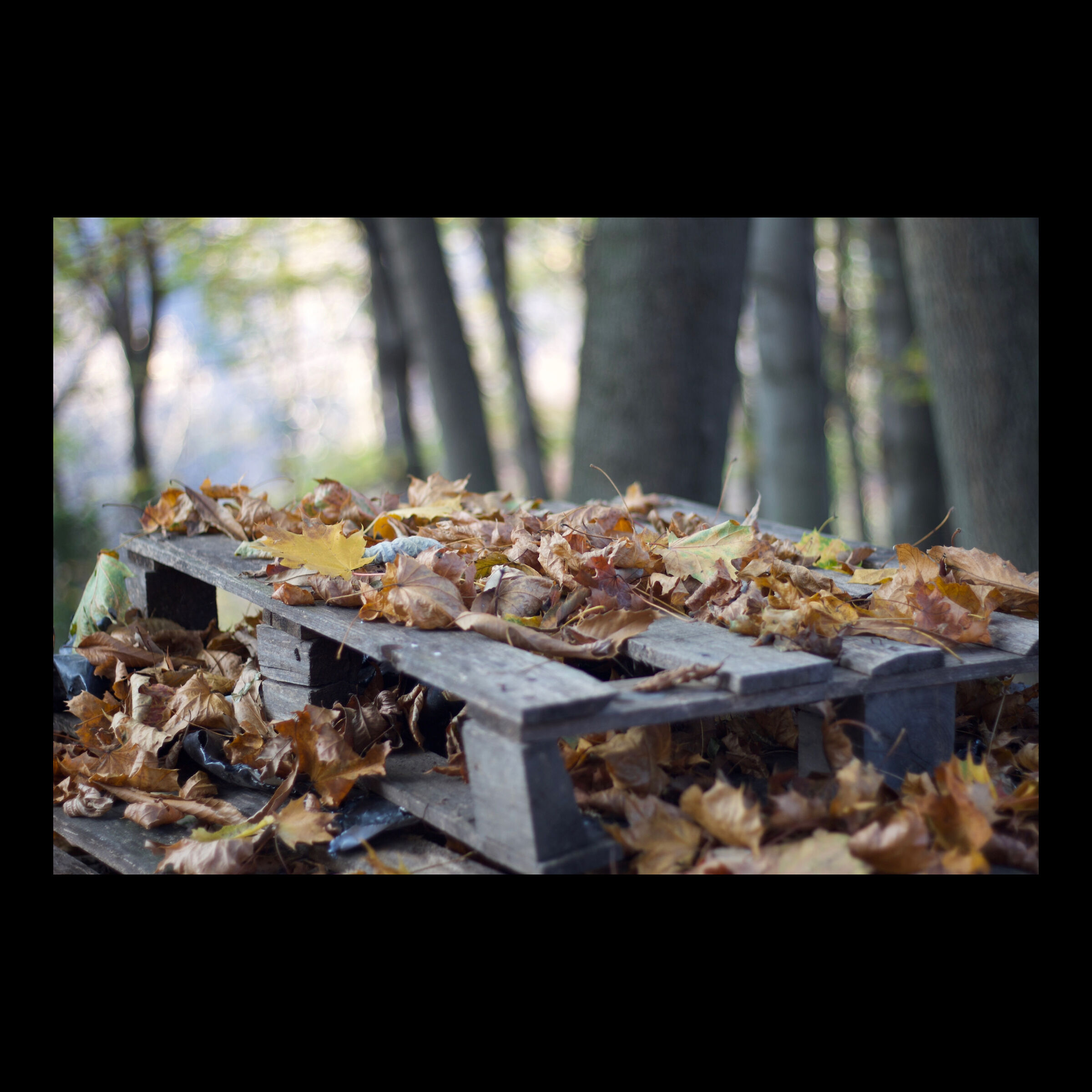 Autumn colors