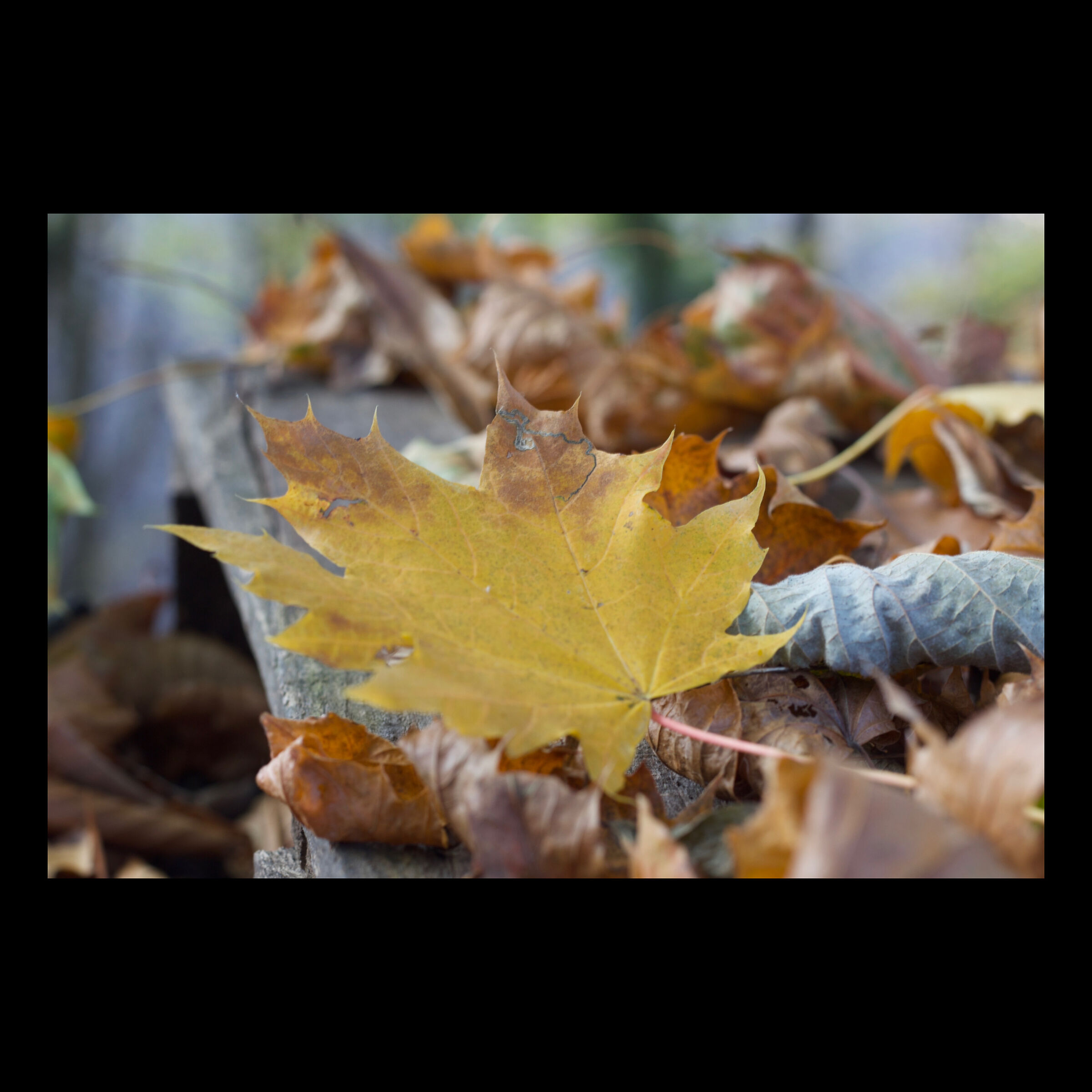 Autumn colors