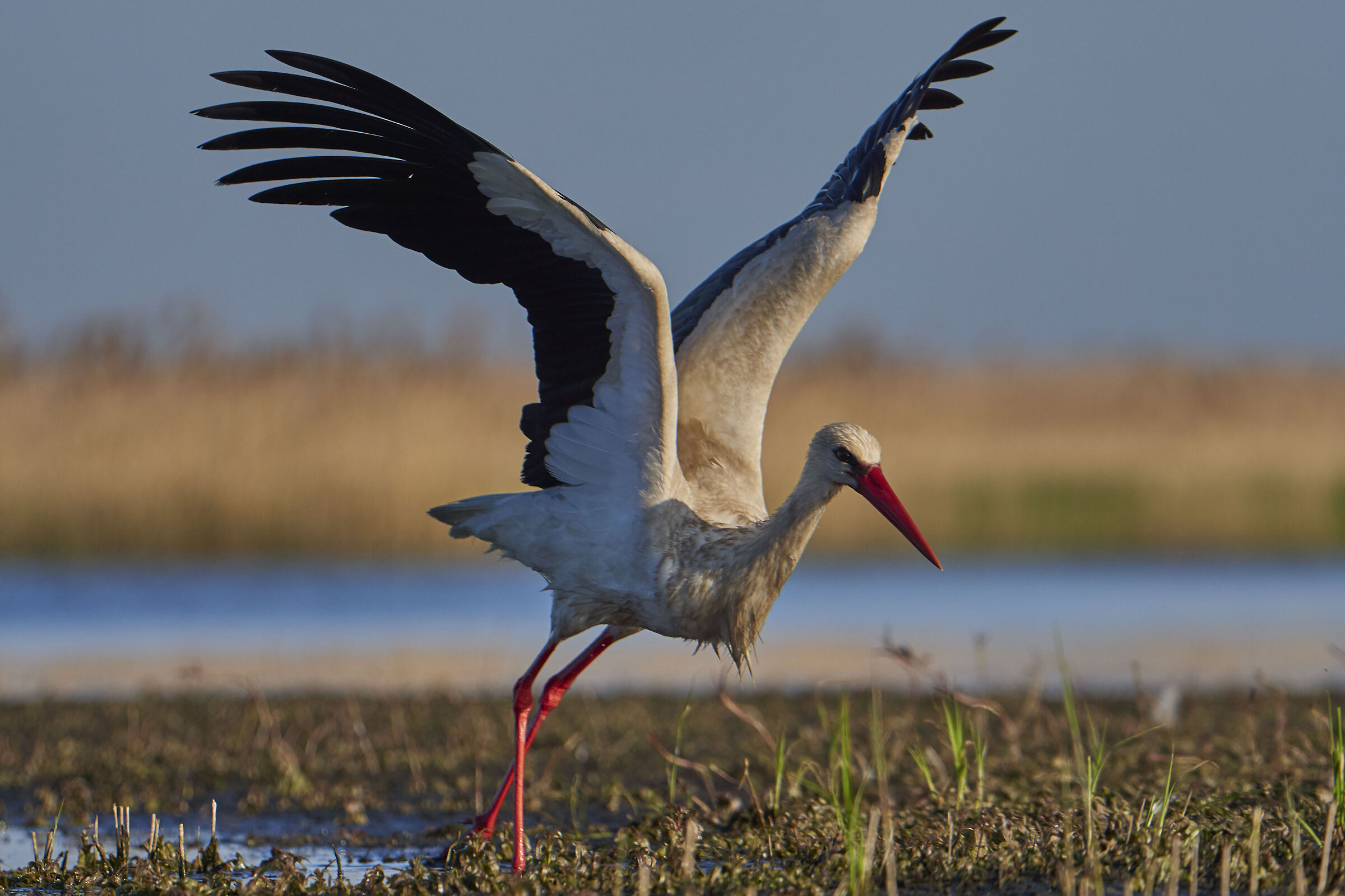 Bianco europeo Stark