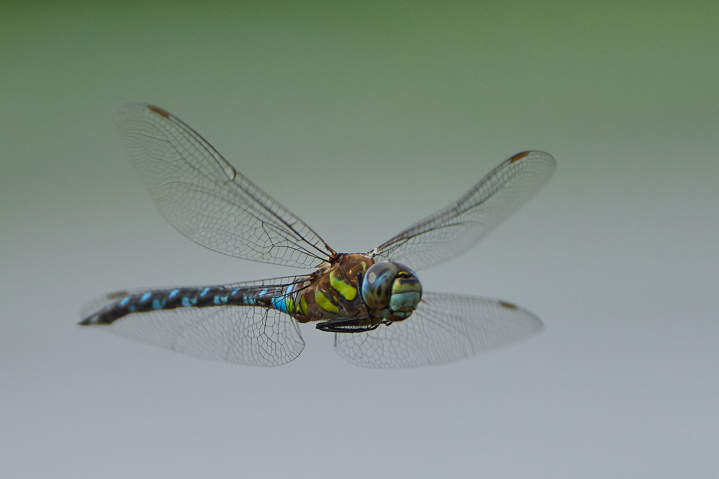 Emperor Dragonfly