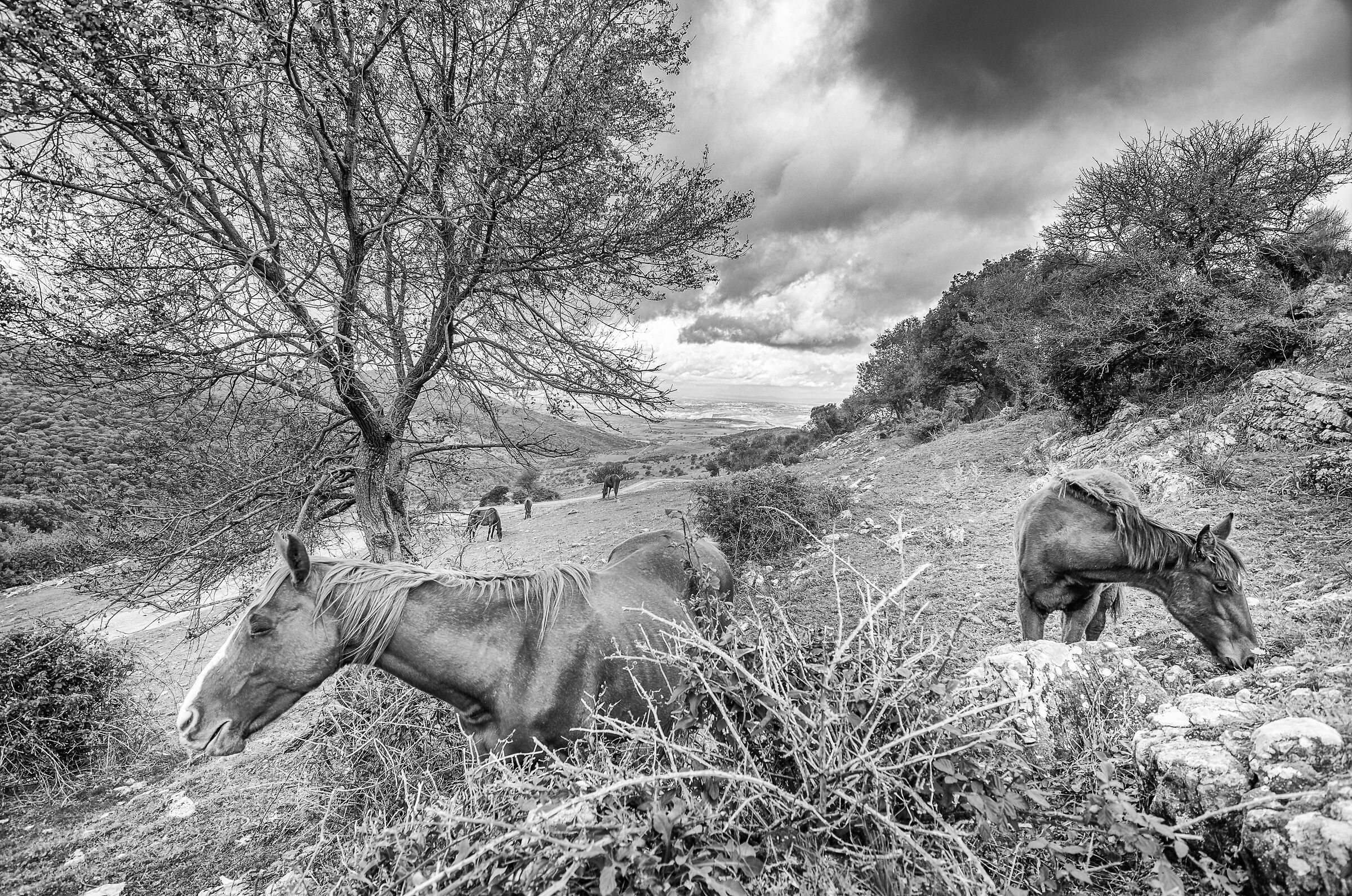 Countryside #7