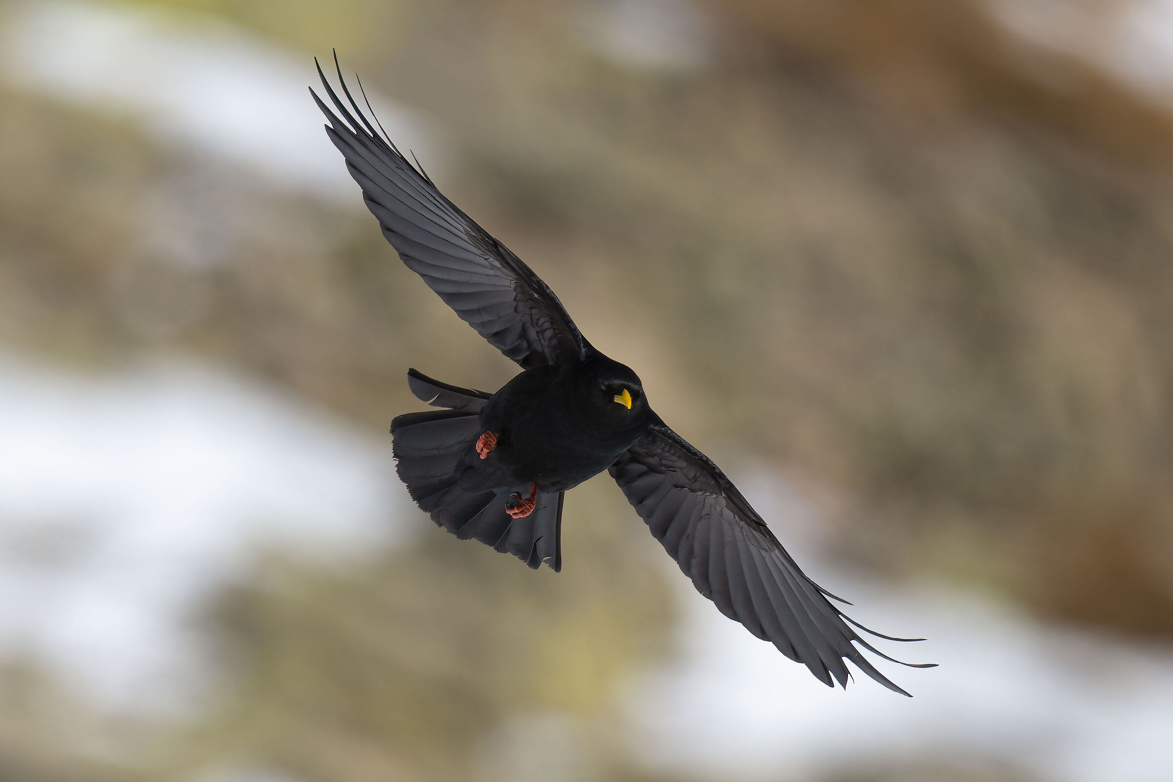 Alpine chough