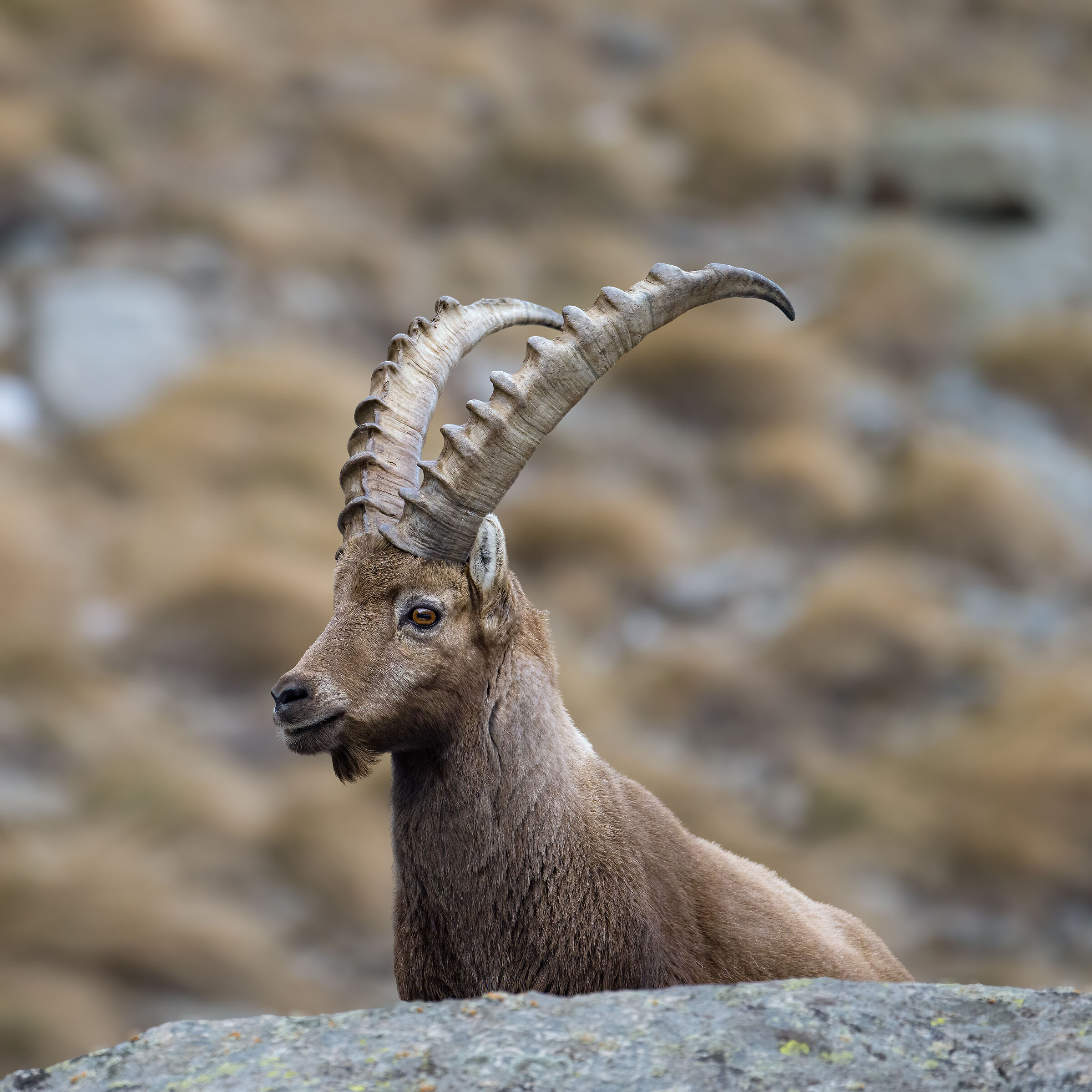 Ibex - Gran Paradiso National Park