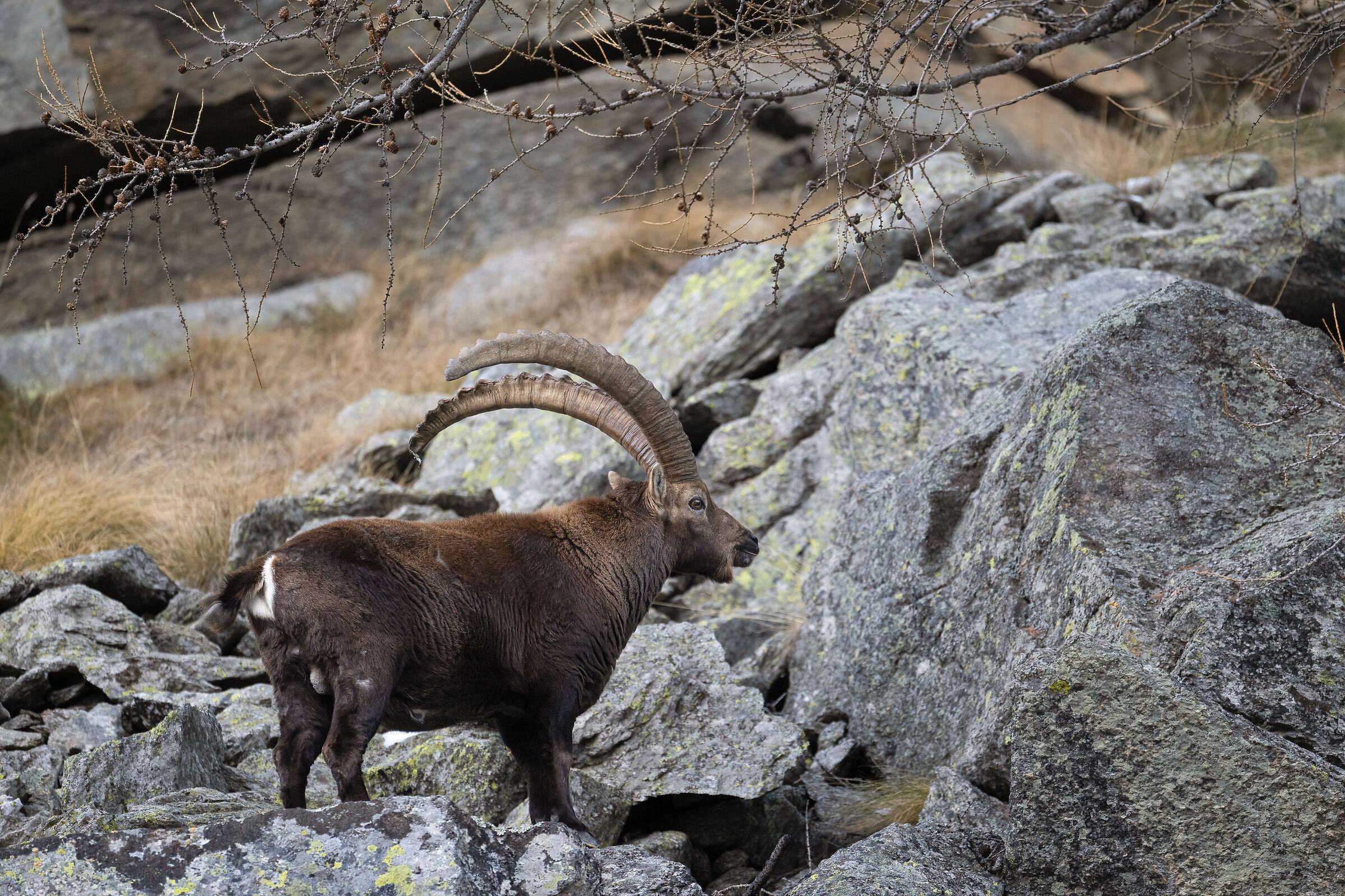 Ibex - Gran Paradiso National Park