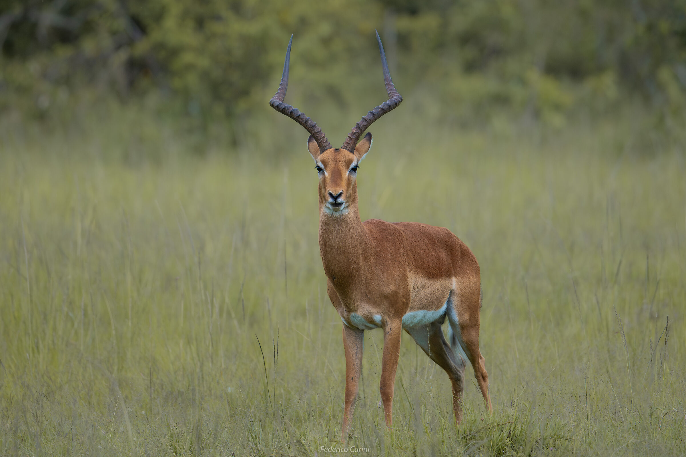Impala