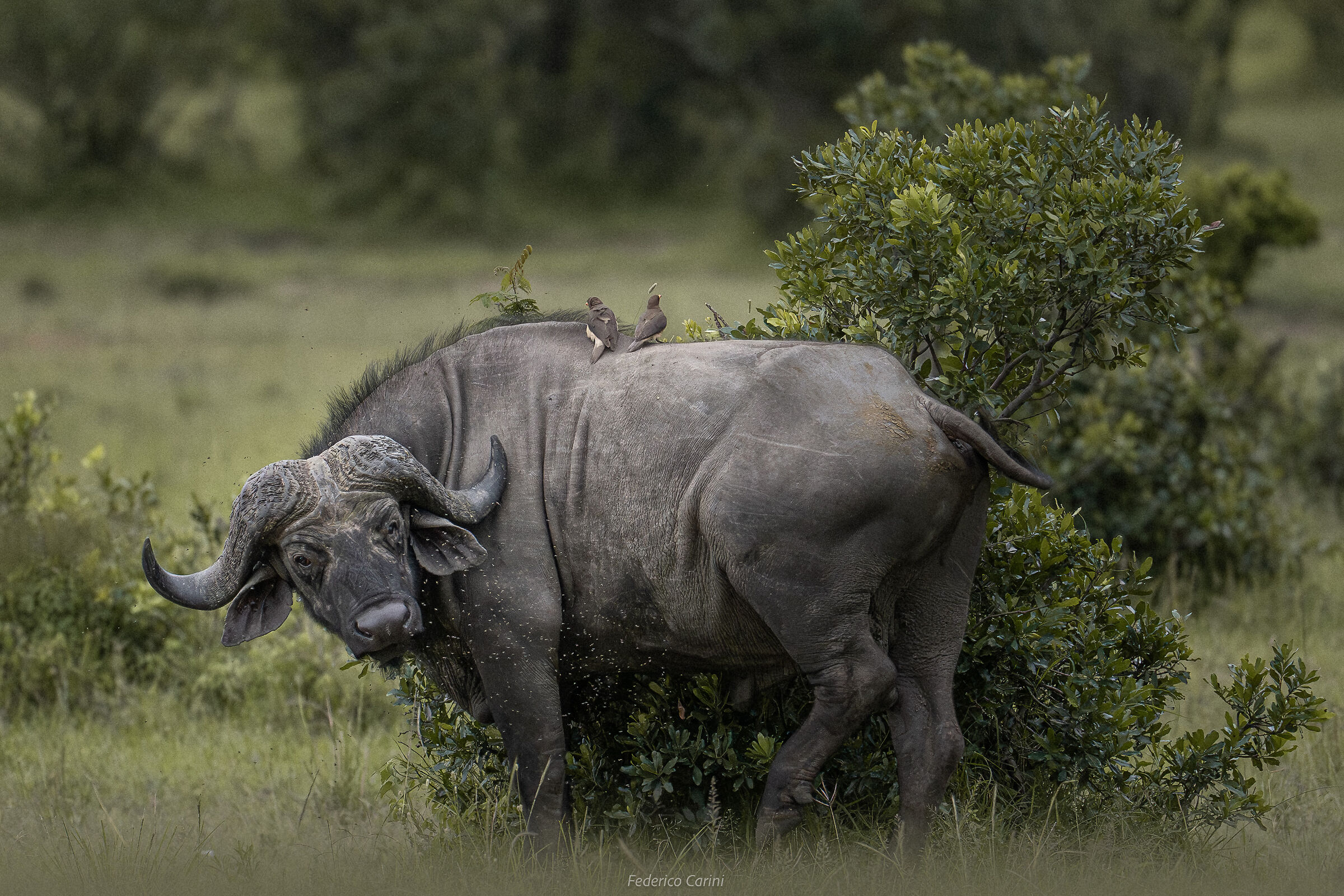 Buffalo