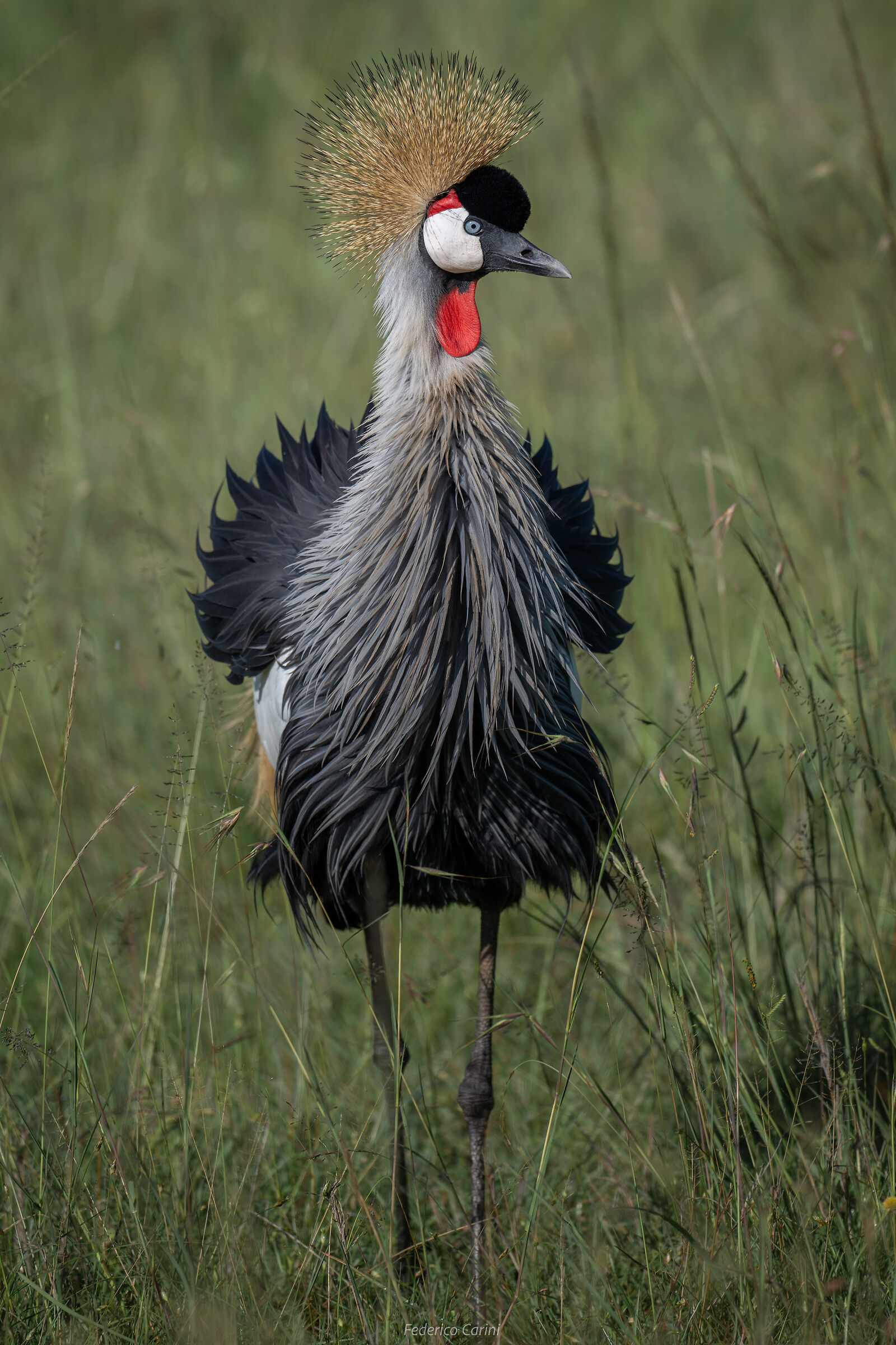 Crane