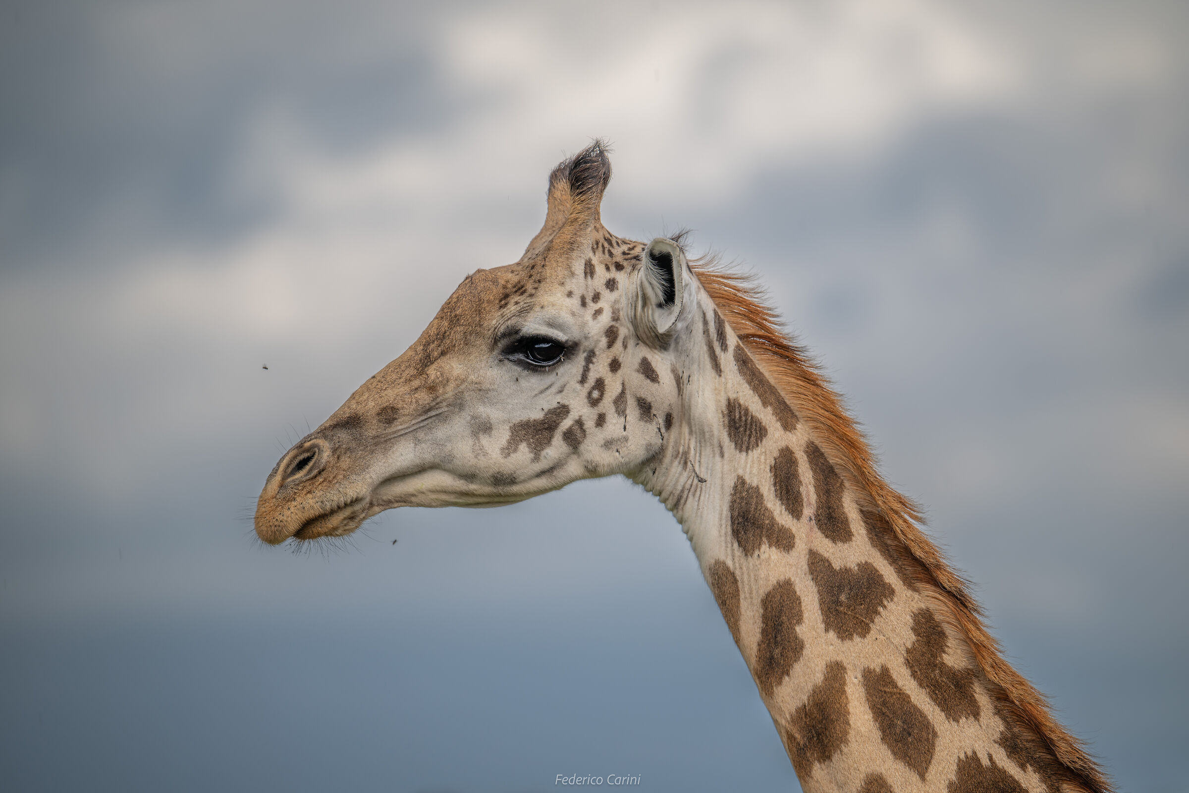 The towers of the savannah