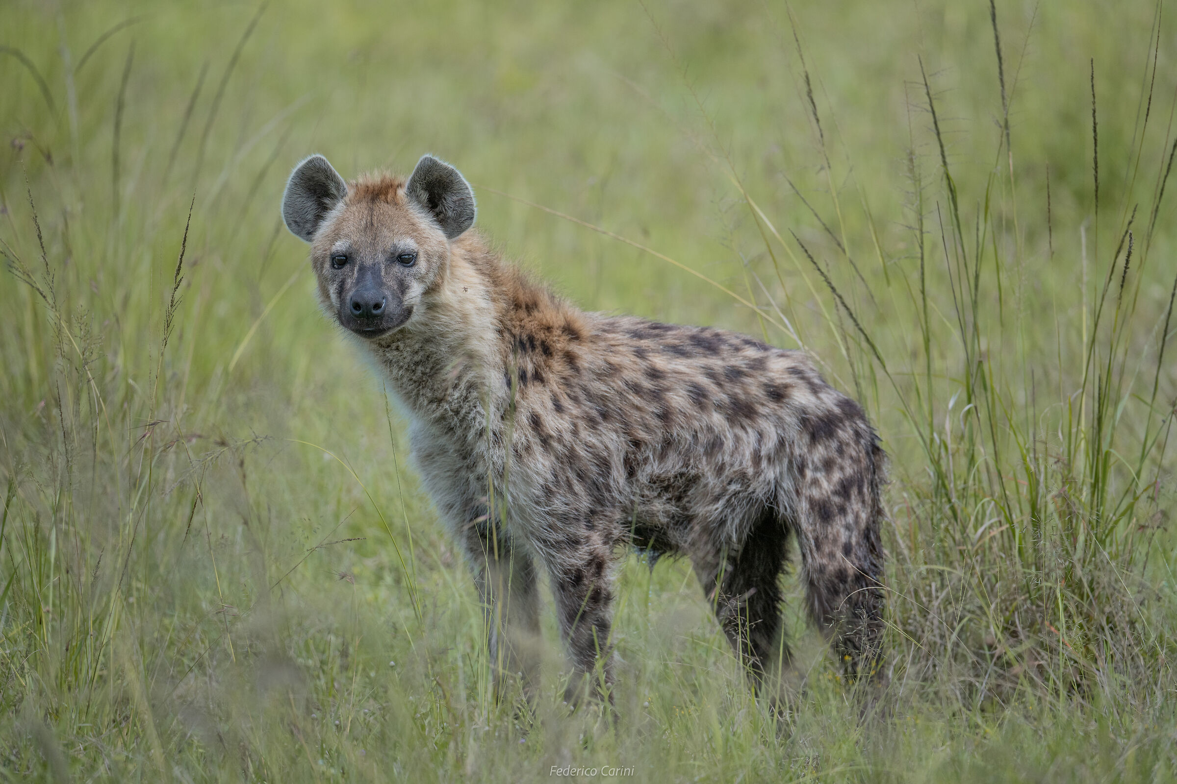 The underdog of the savannah