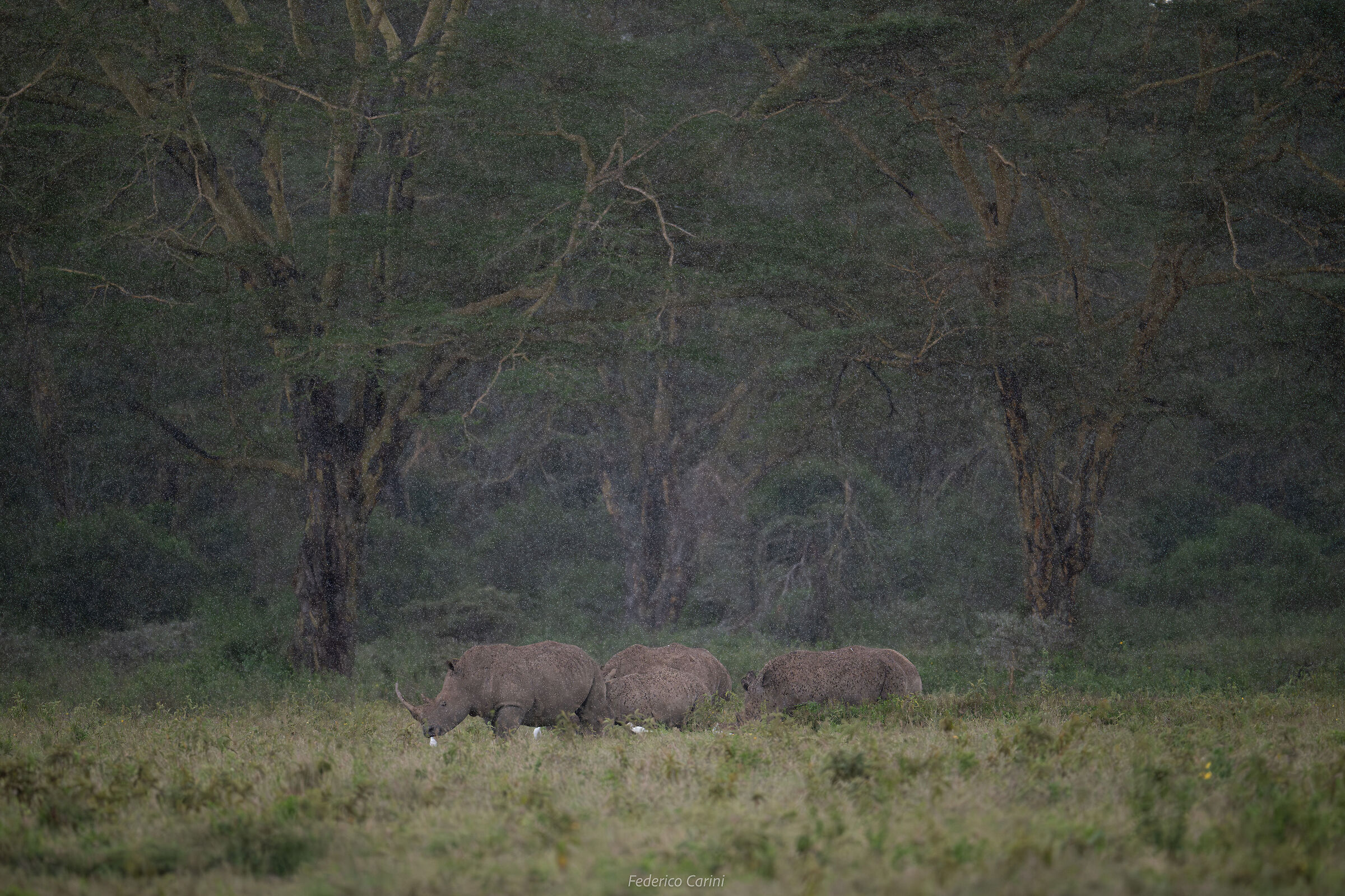 Rhinos in the rain