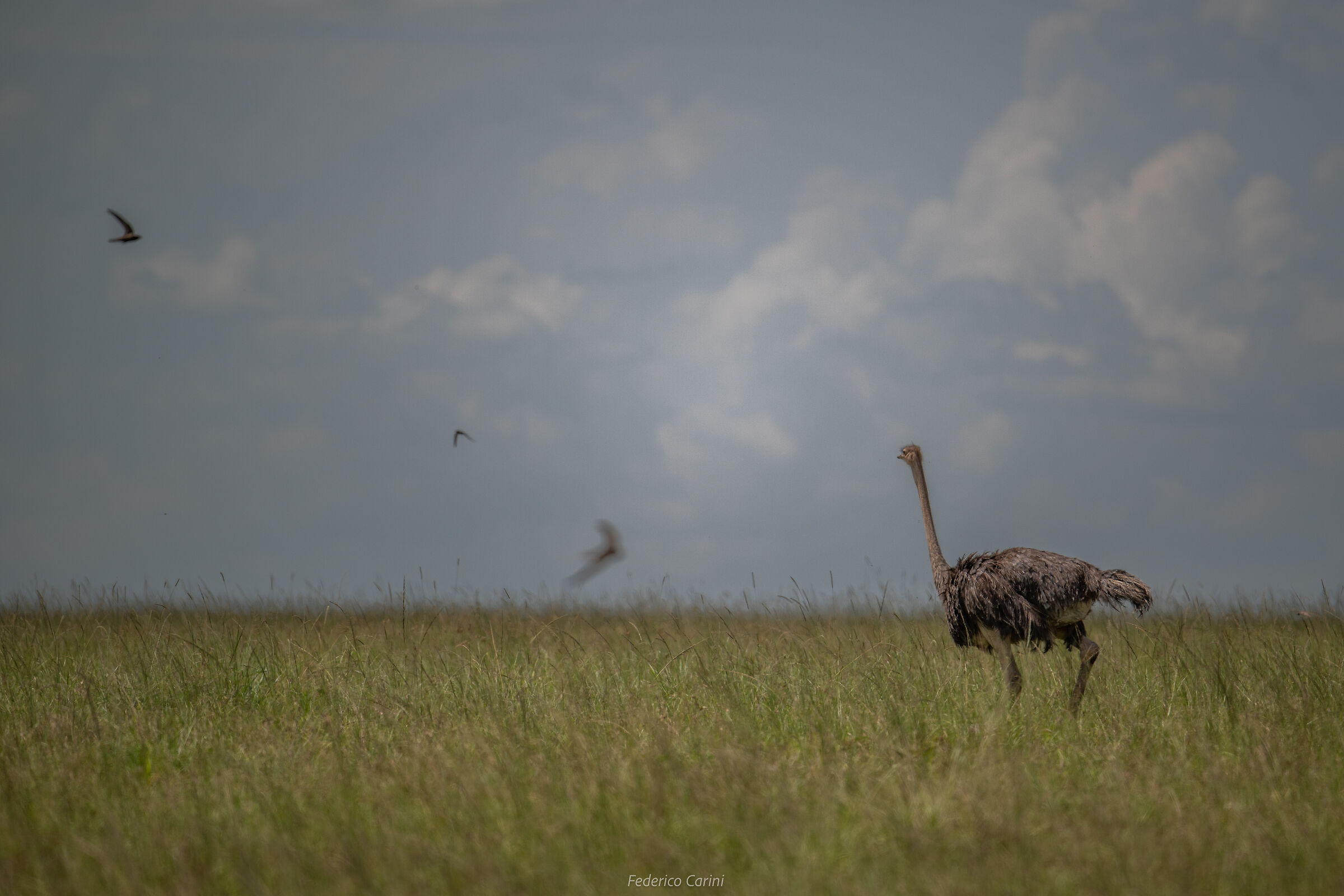 Chasing birds