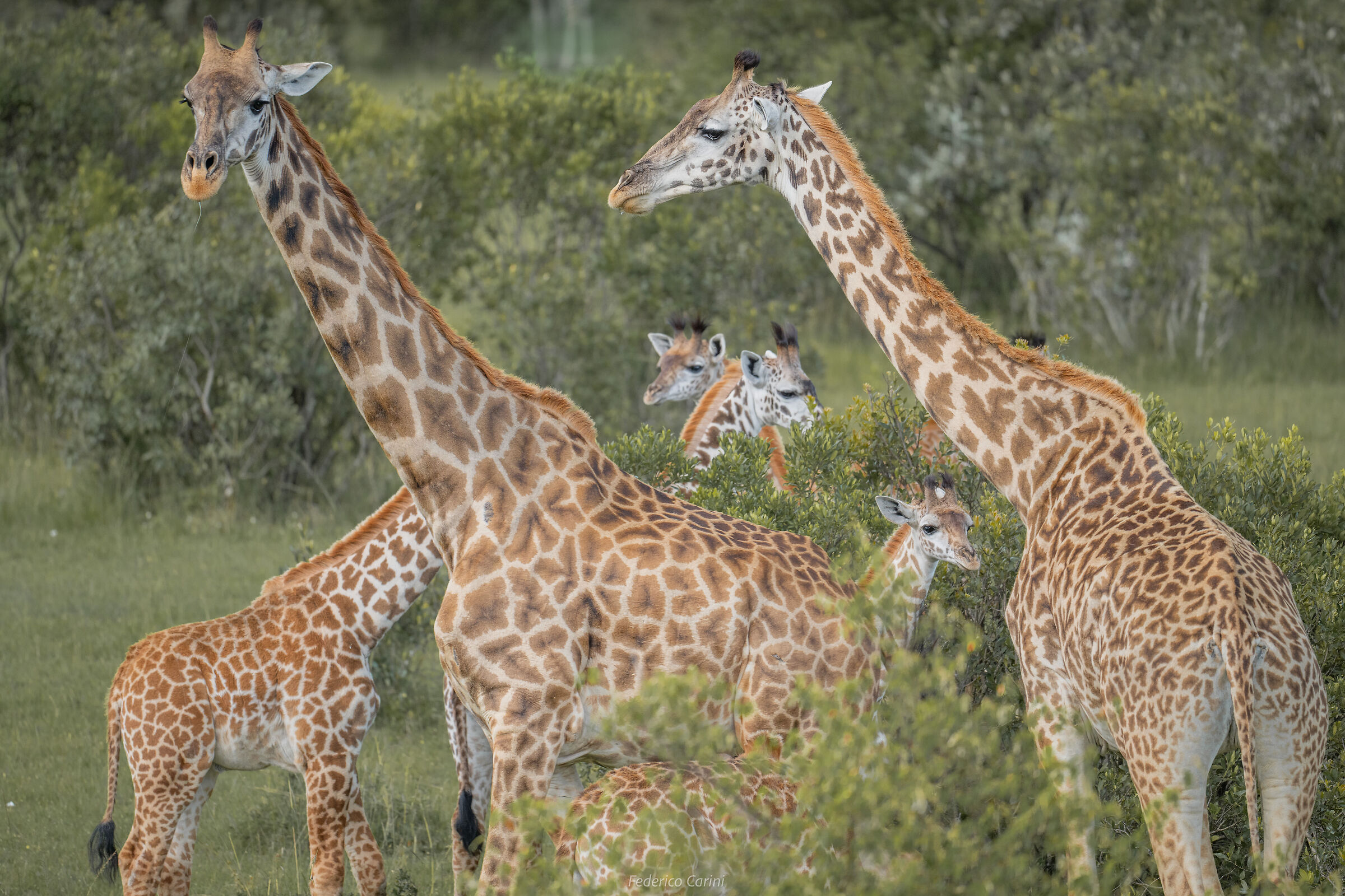 Giraffes' jam