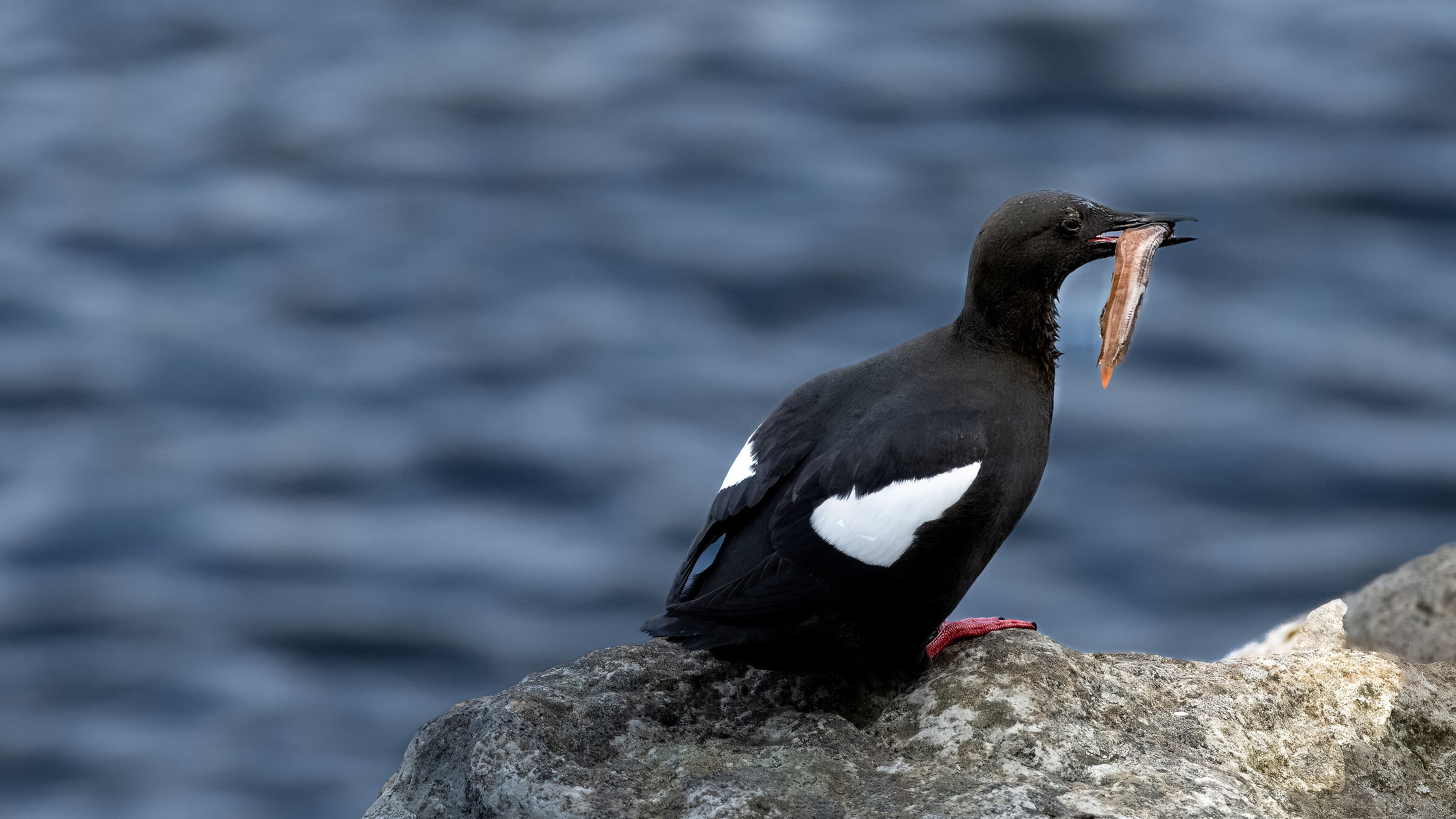 Uria Nera - Kalsoy Fjord - Fær Øer