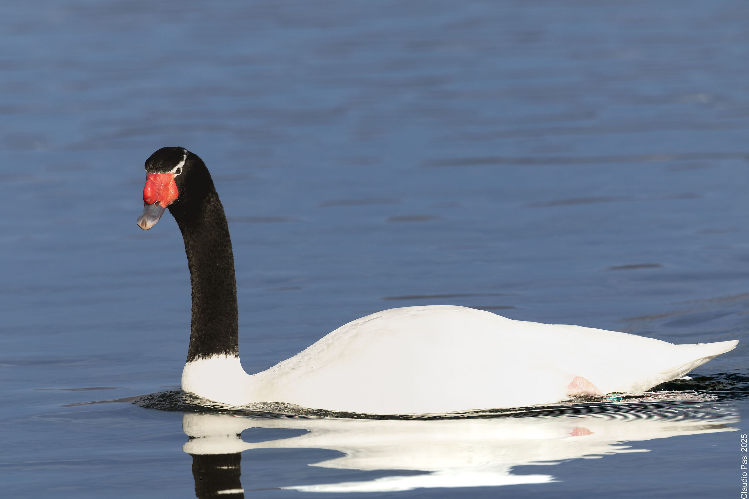 Cigno Collonero
