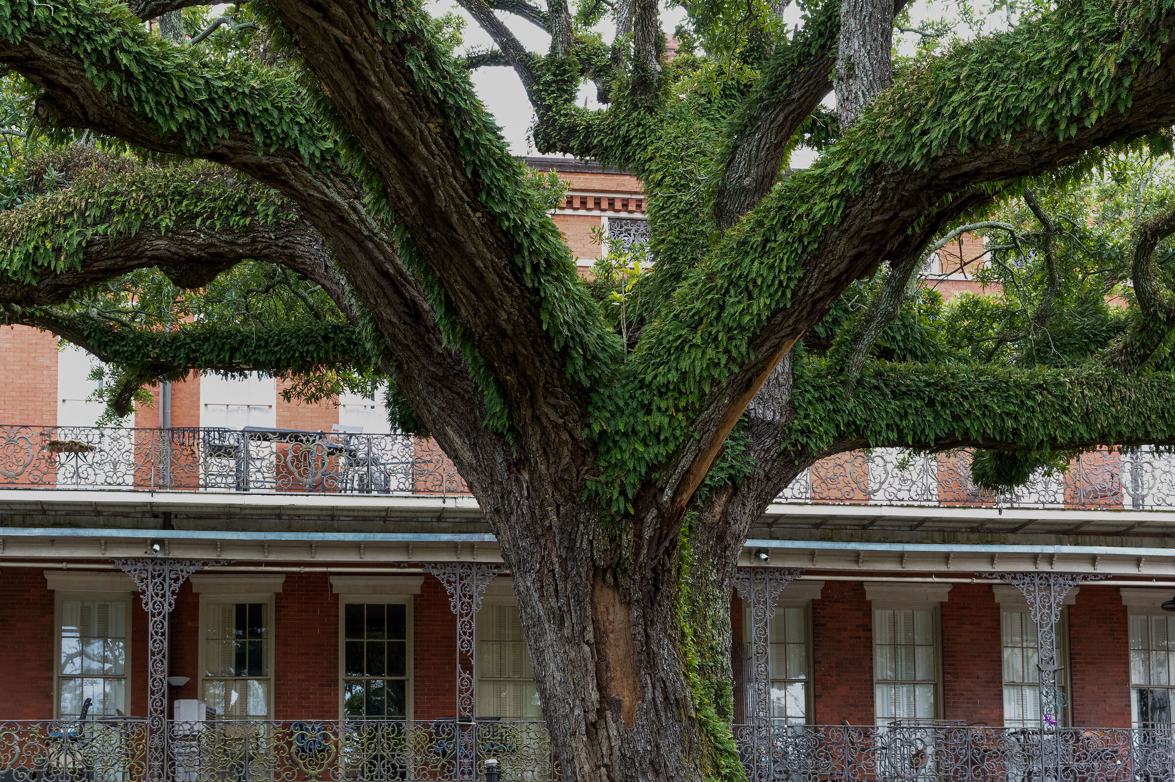 Architecture French Quarter New Orleans