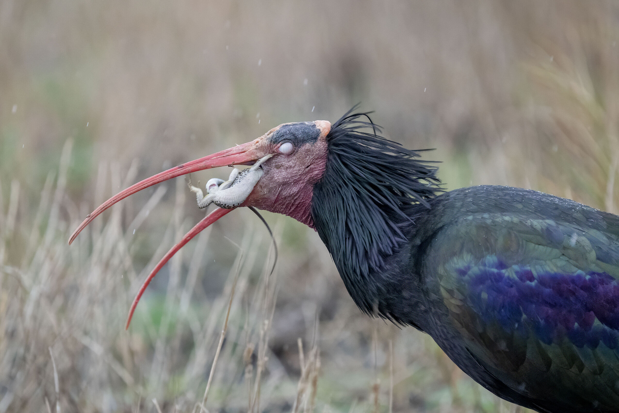 Northern Bald Ibis