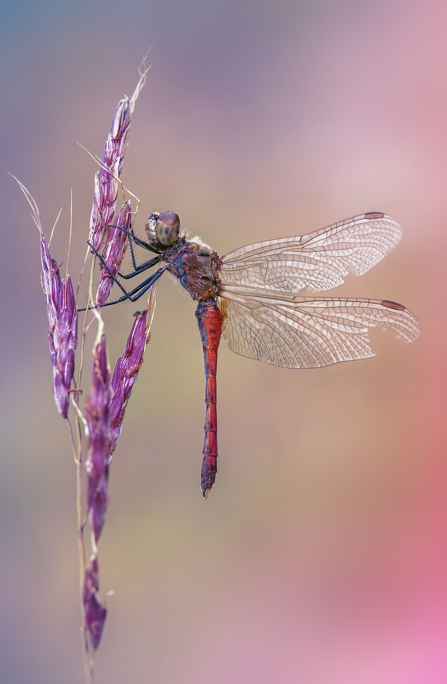 Sympetrum depressiusculum