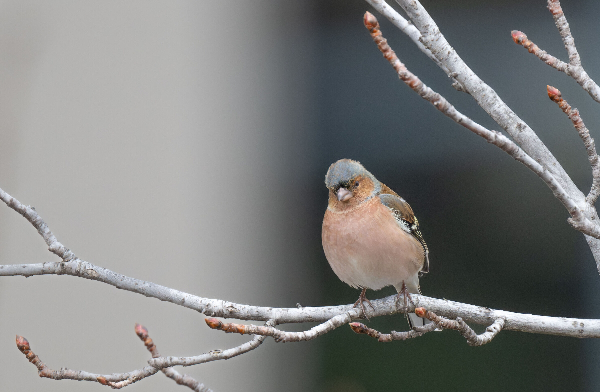 chaffinch