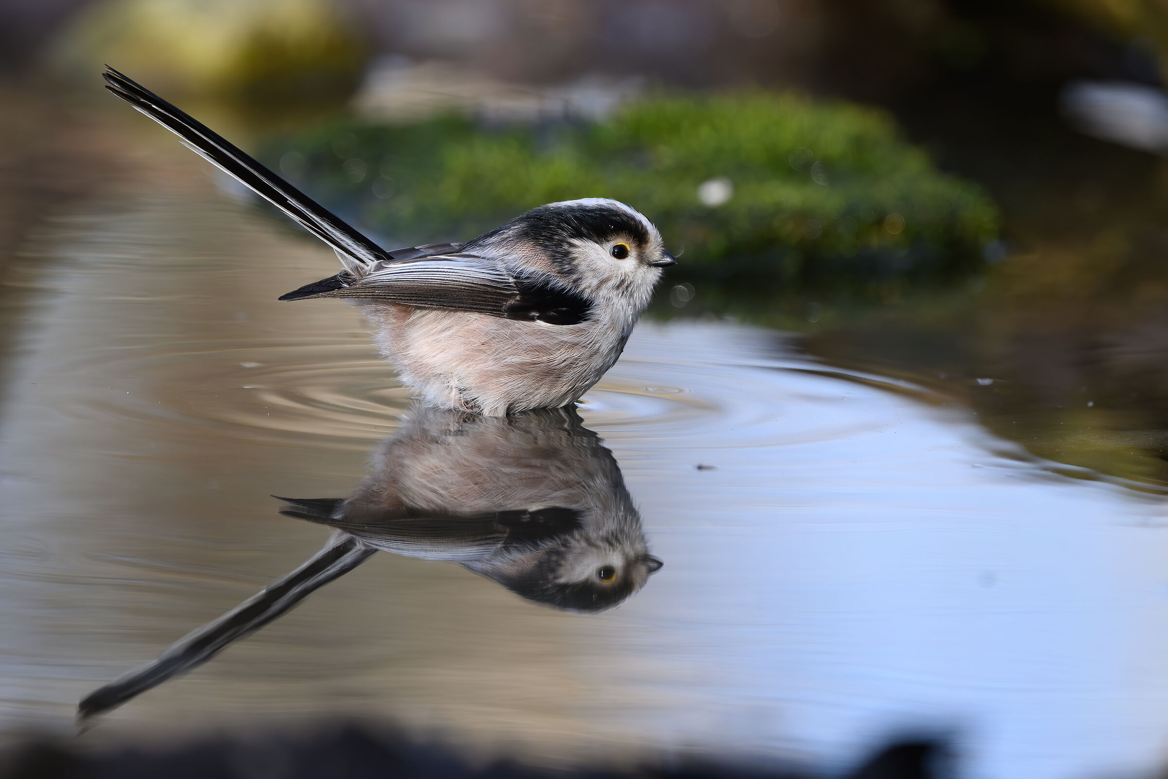 Long-tailed in the bathroom