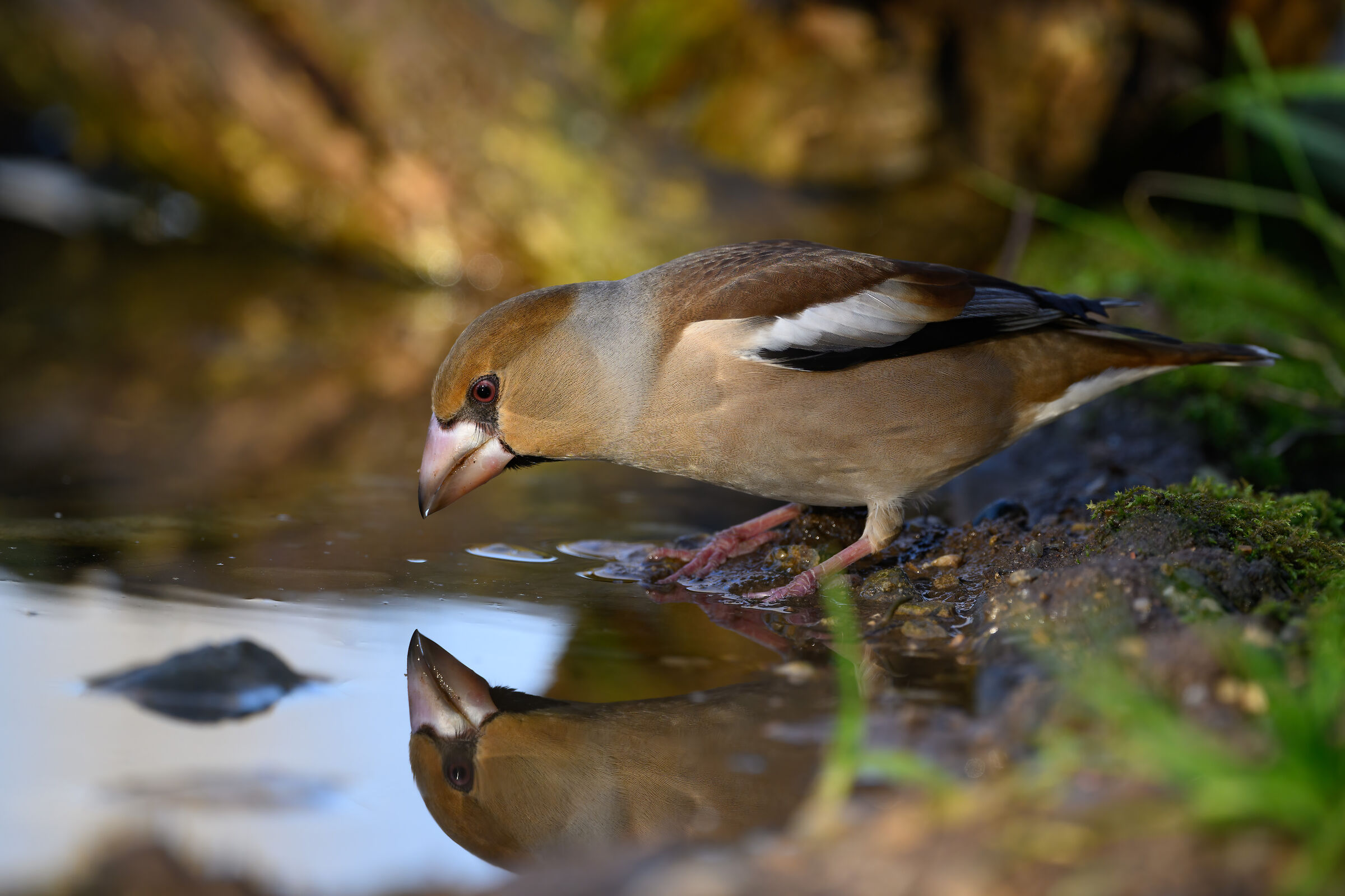 Hawfinch looking at itself