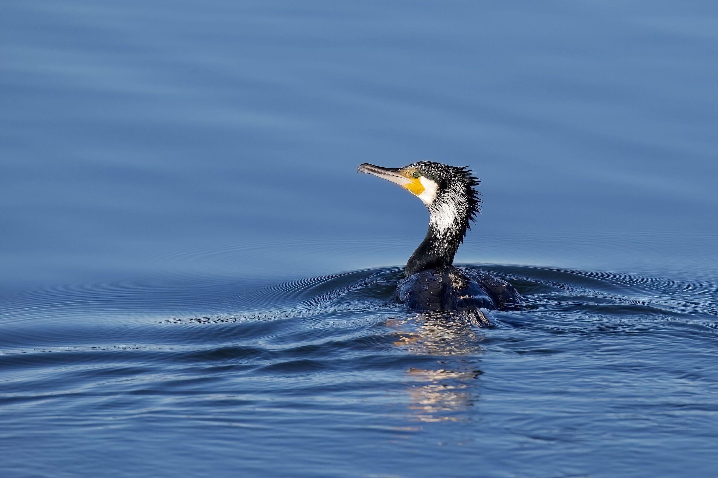 Cormorano in abito nuziale