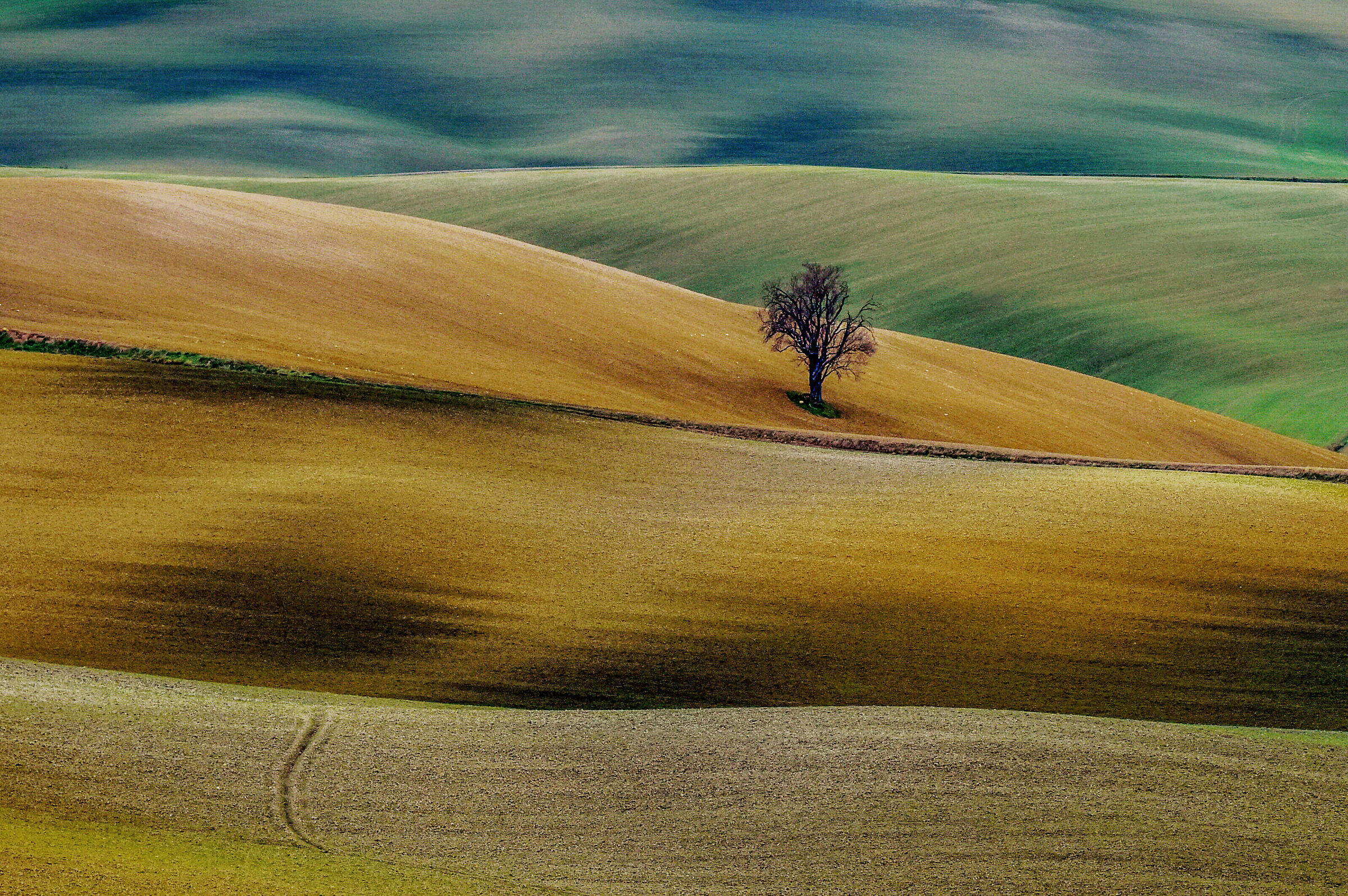 the solitary tree.