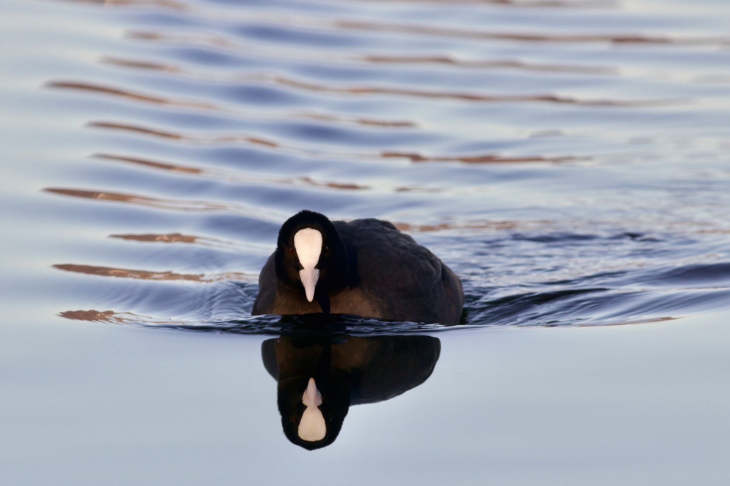Folaga nera, acqua colorata