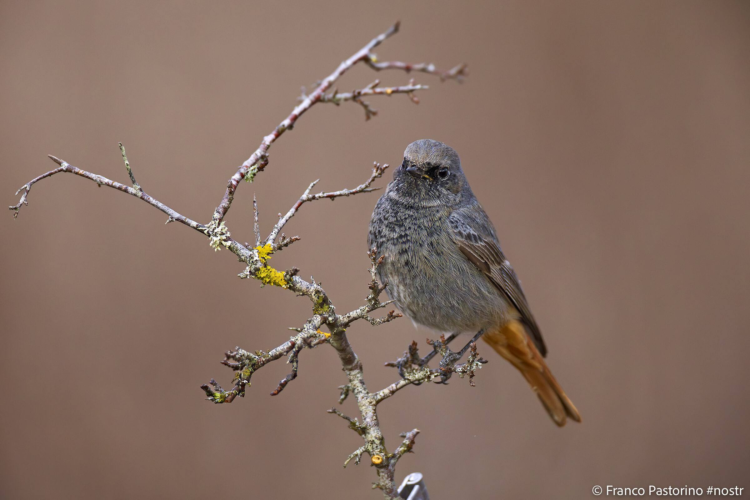 Redstart 2