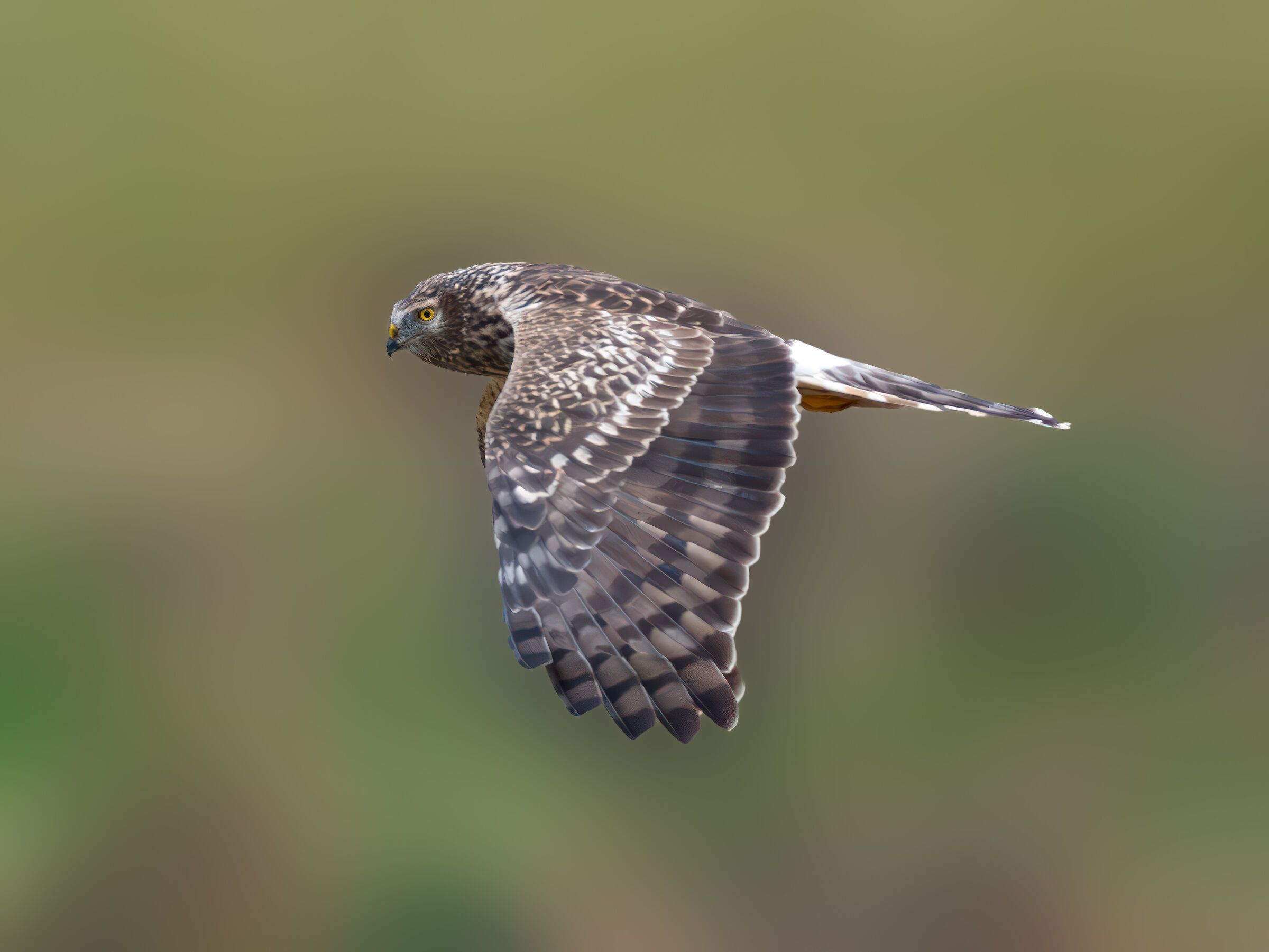 Hen Harrier female