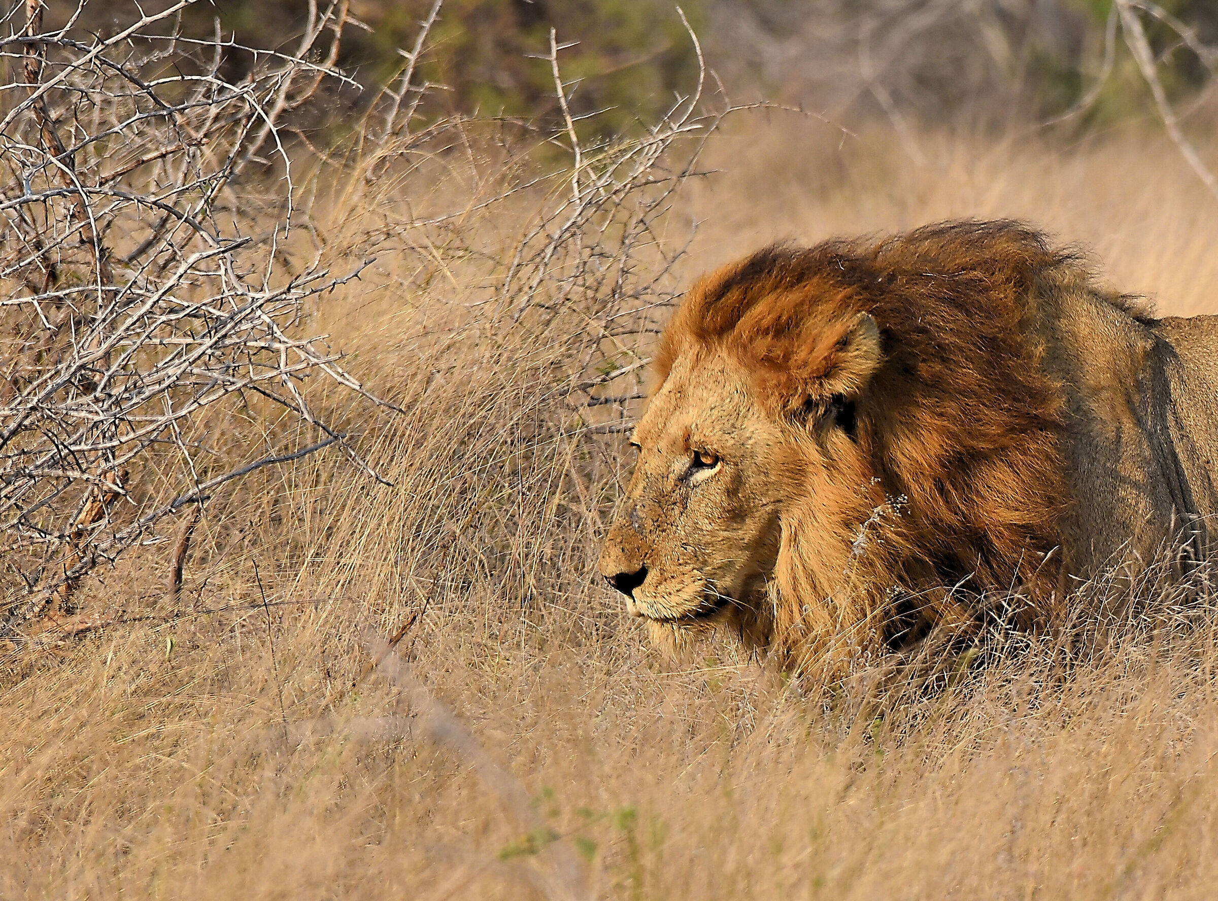 In the savannah