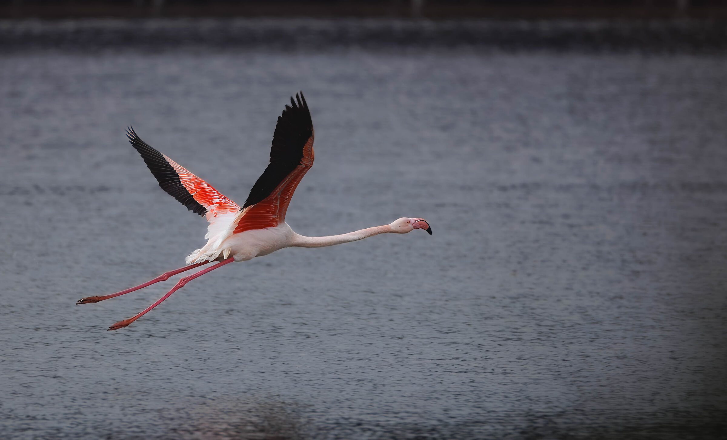 Phoenicopterus