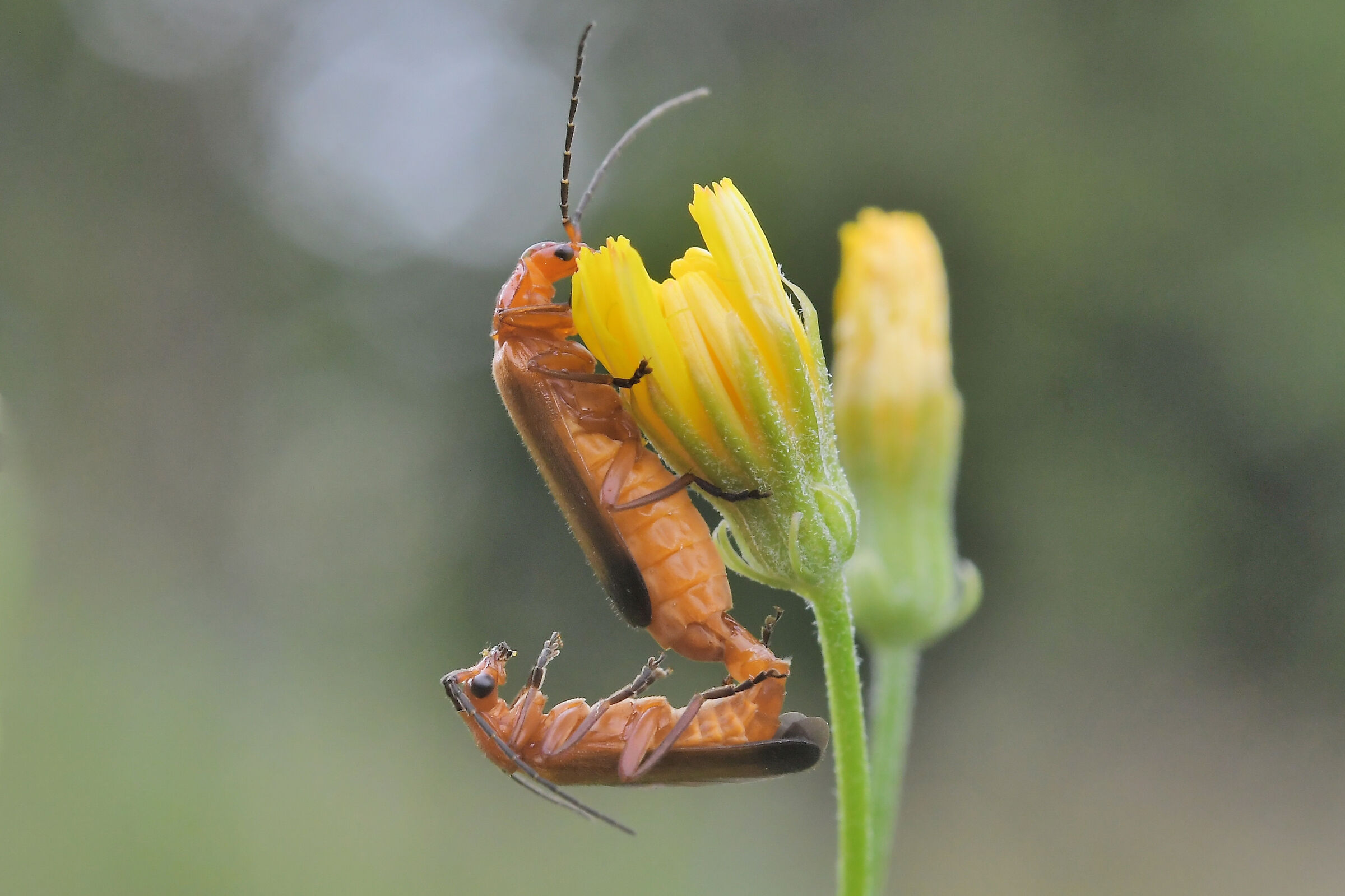 Rhagonycha tawny