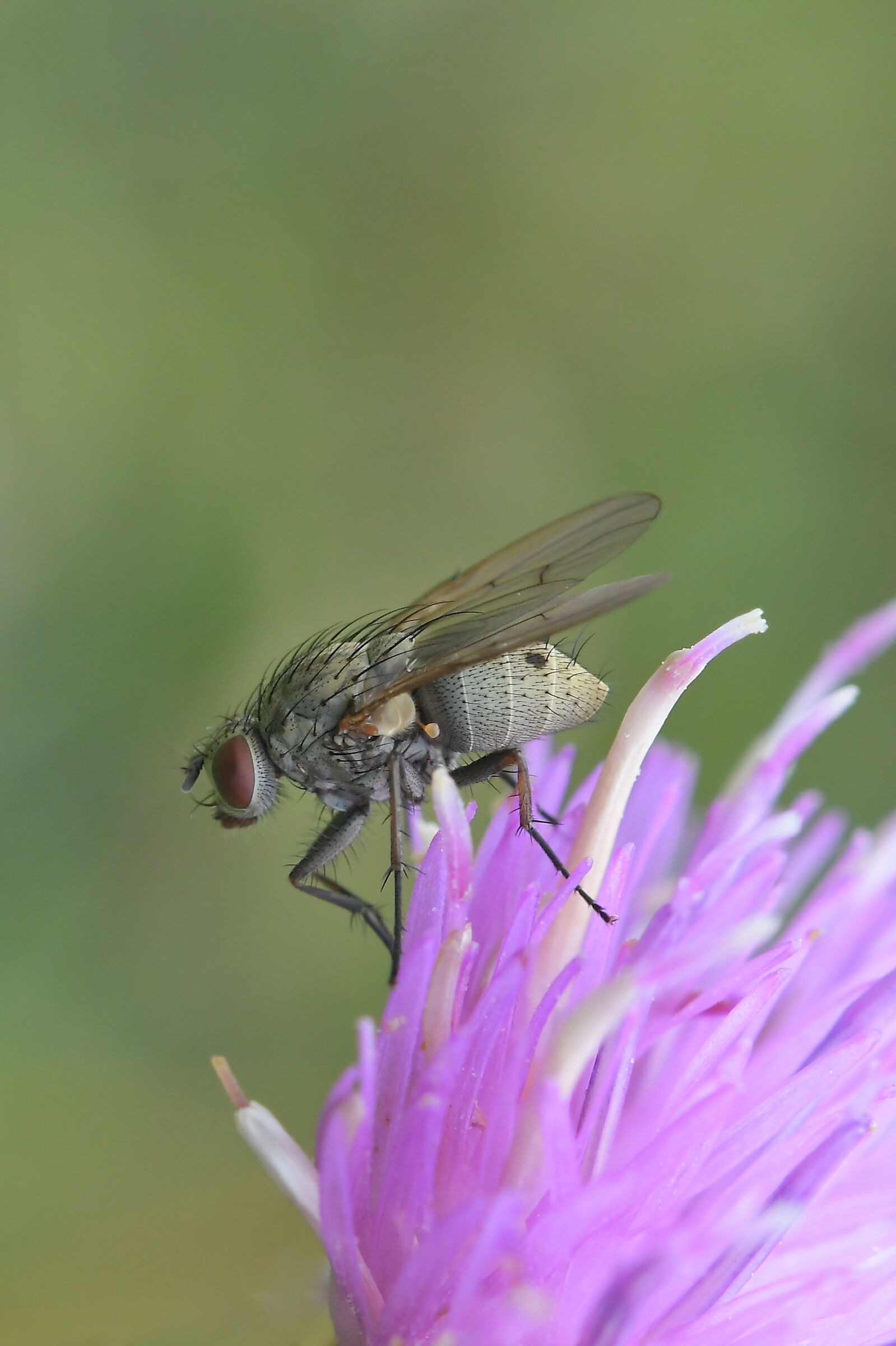 Coenosia sp. z o.o.