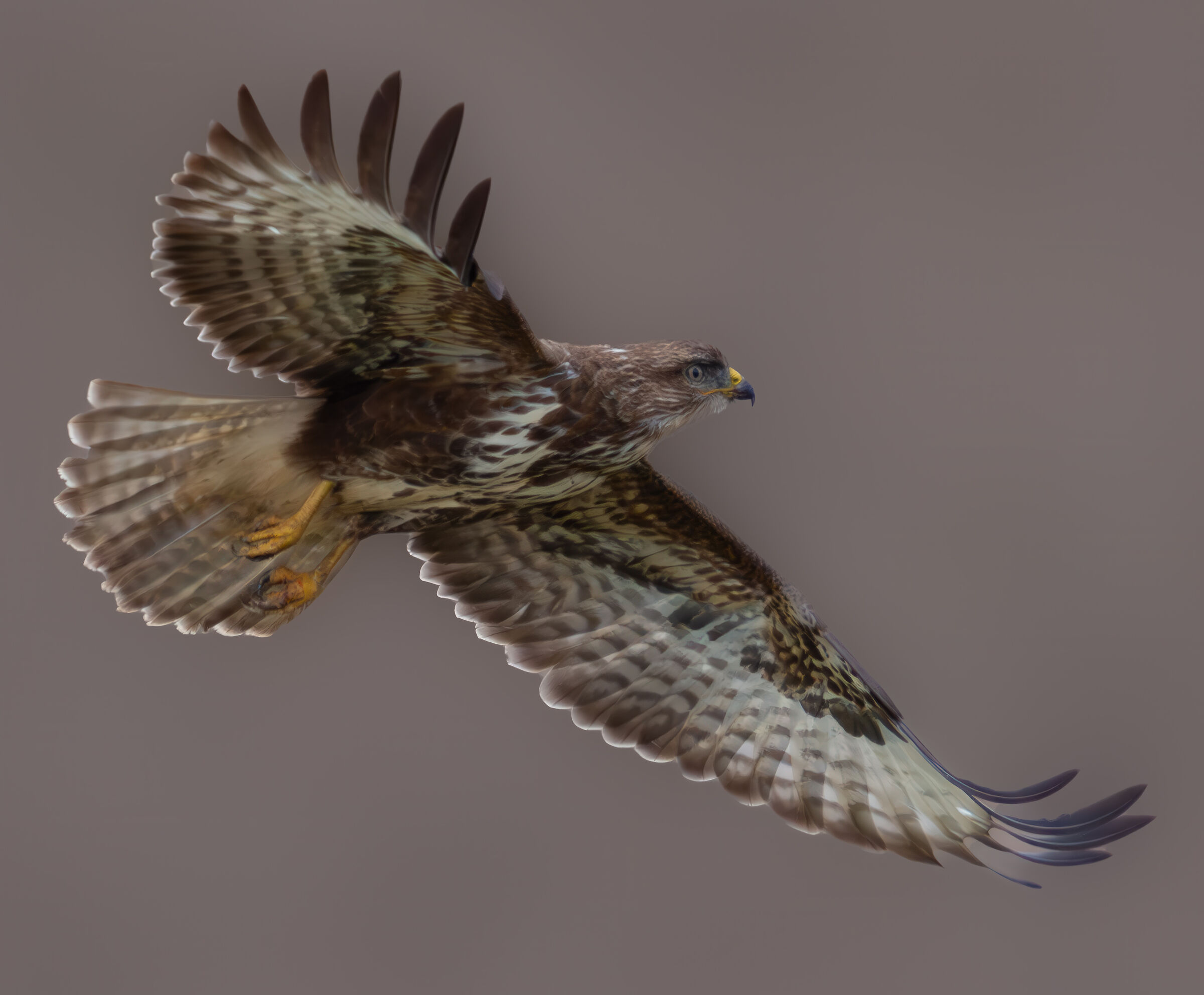 Buzzard in flight