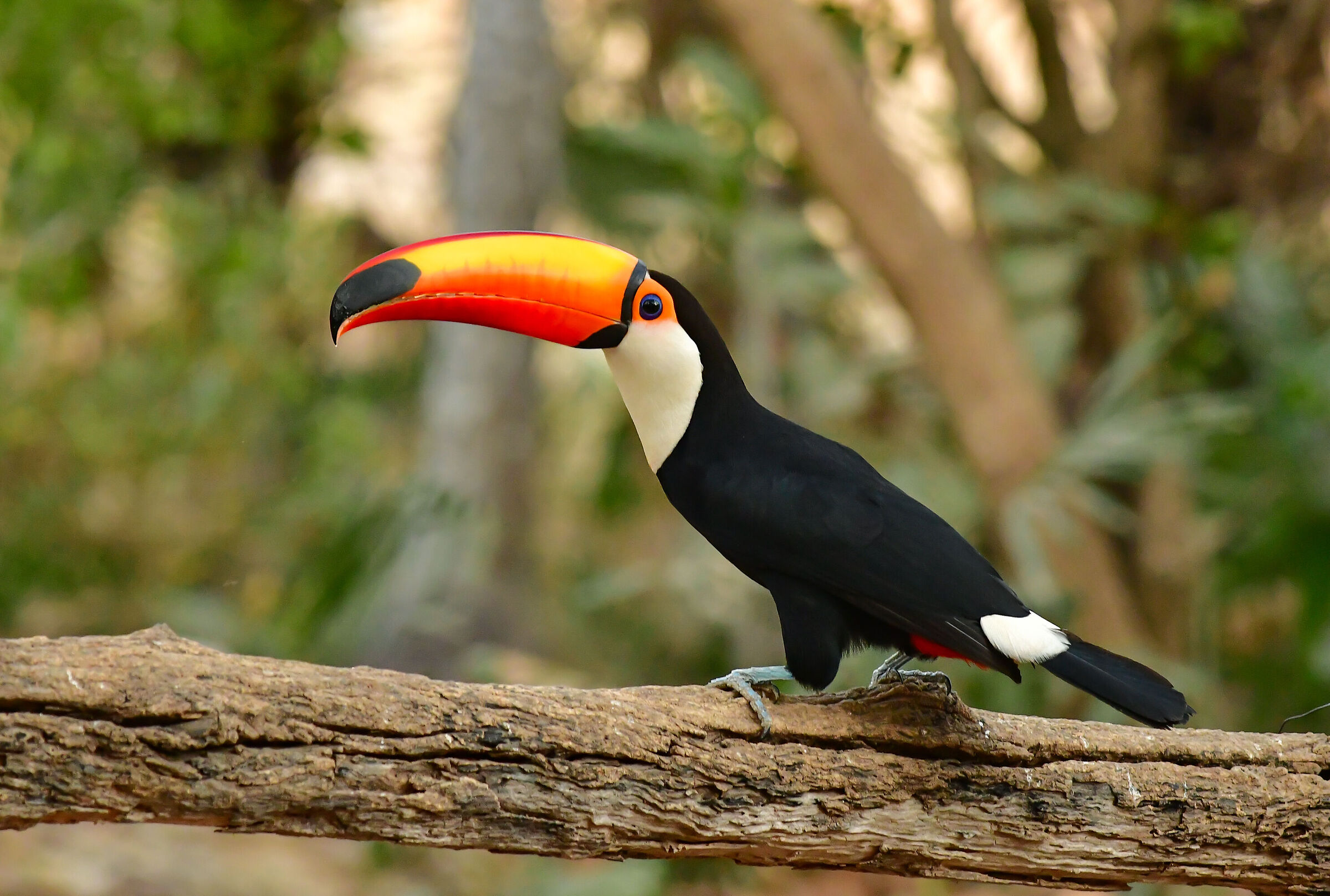 The Toco toucan