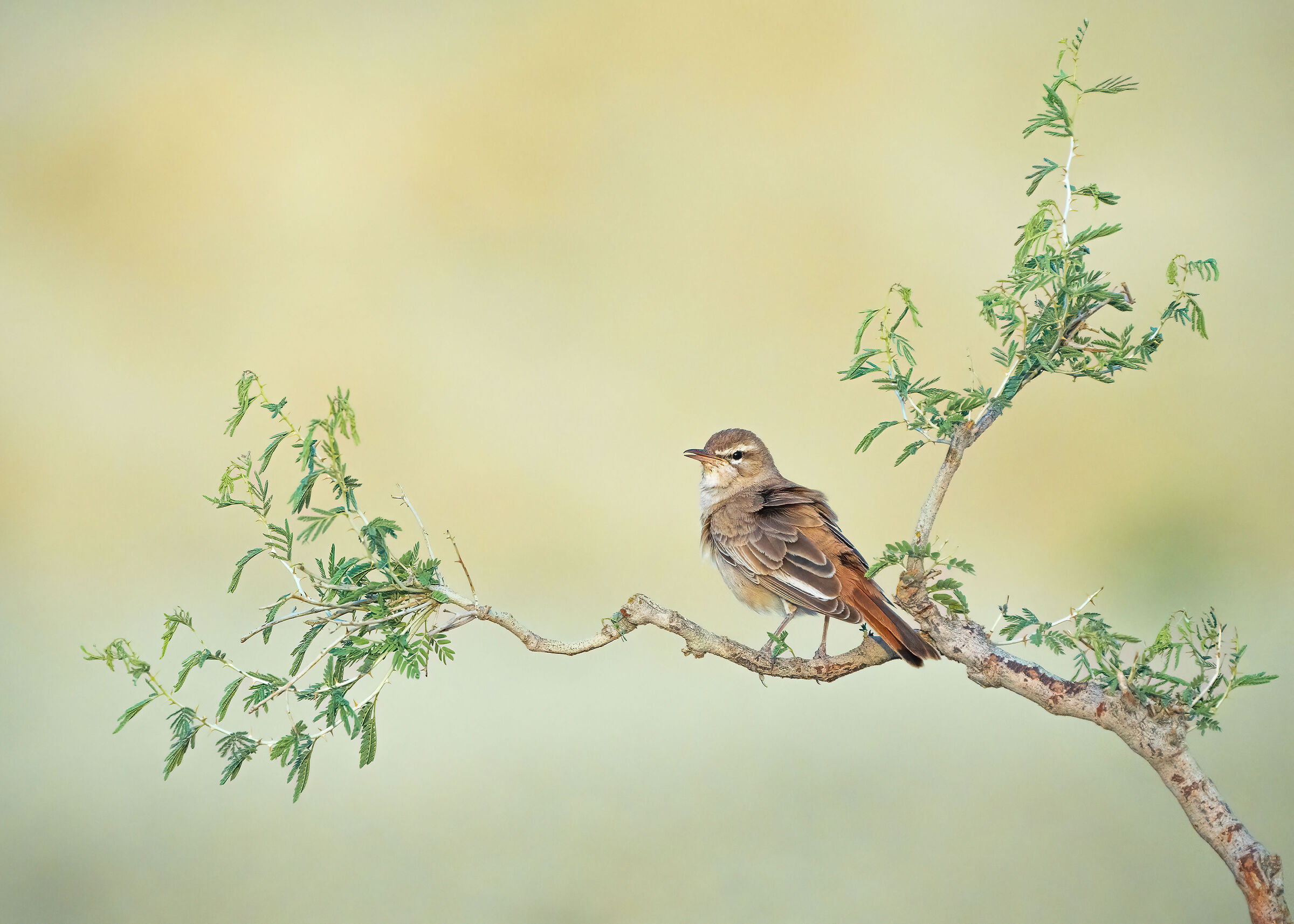 Rufous-tailed Scrub Robin