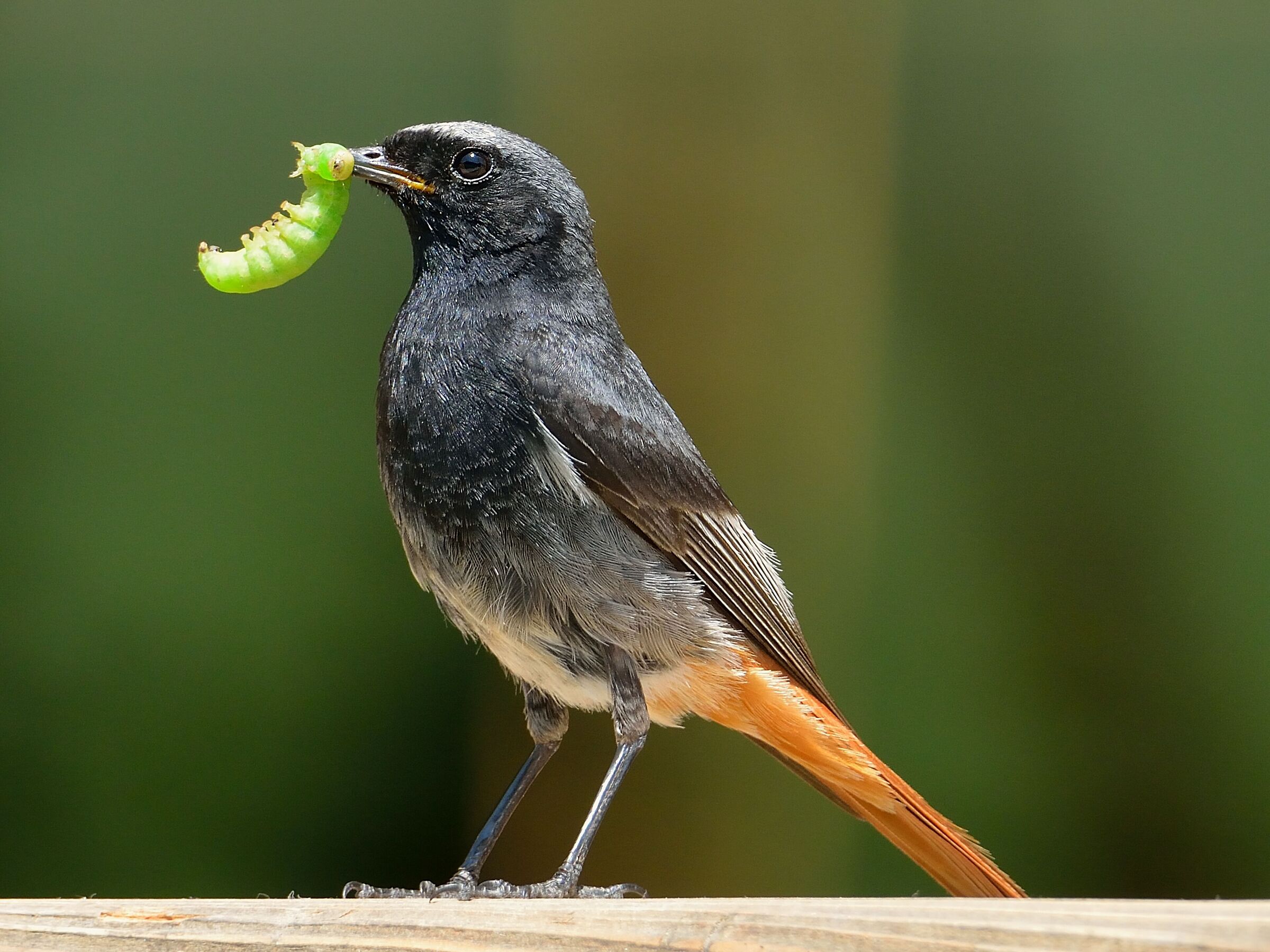 black redstart