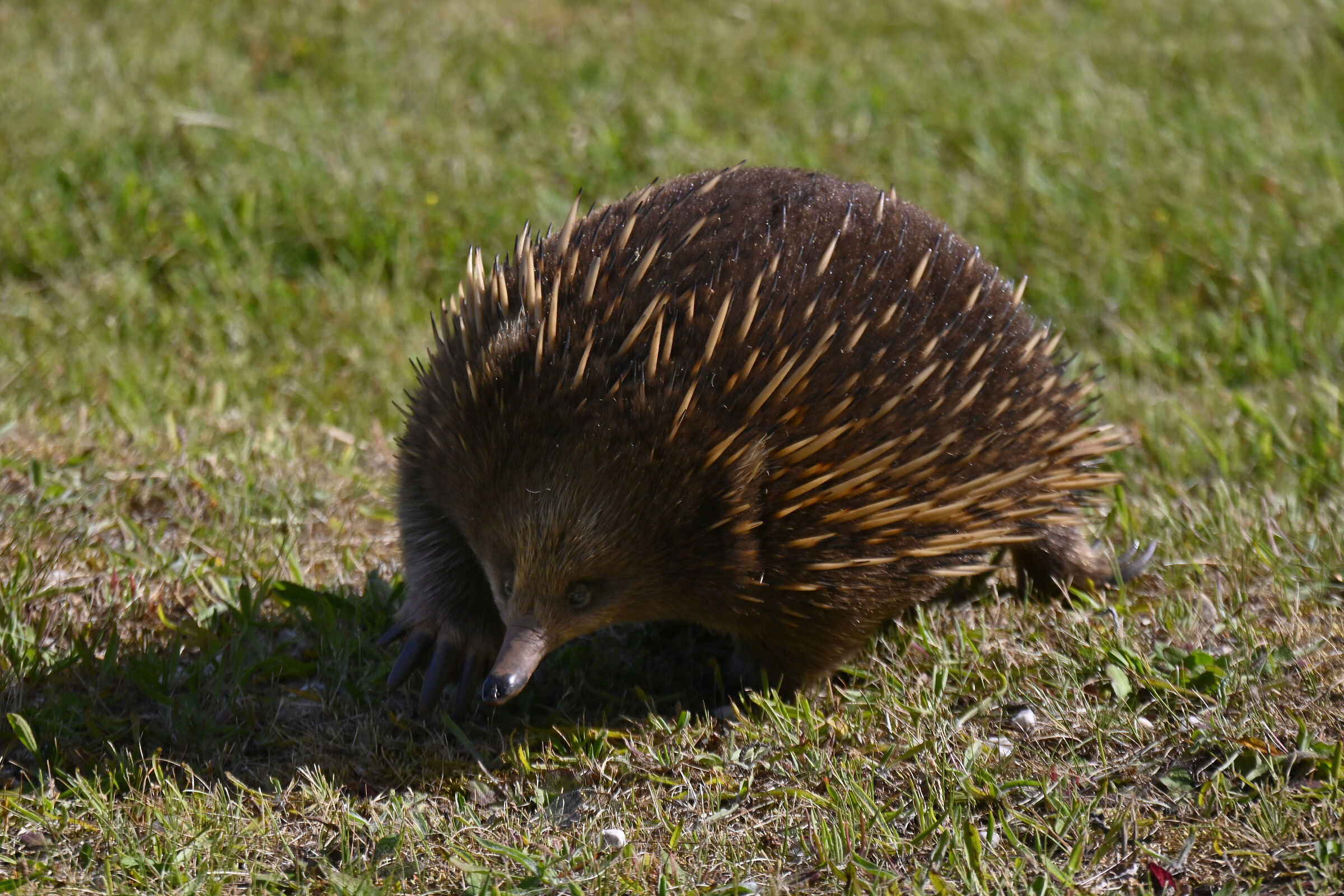 Echidna