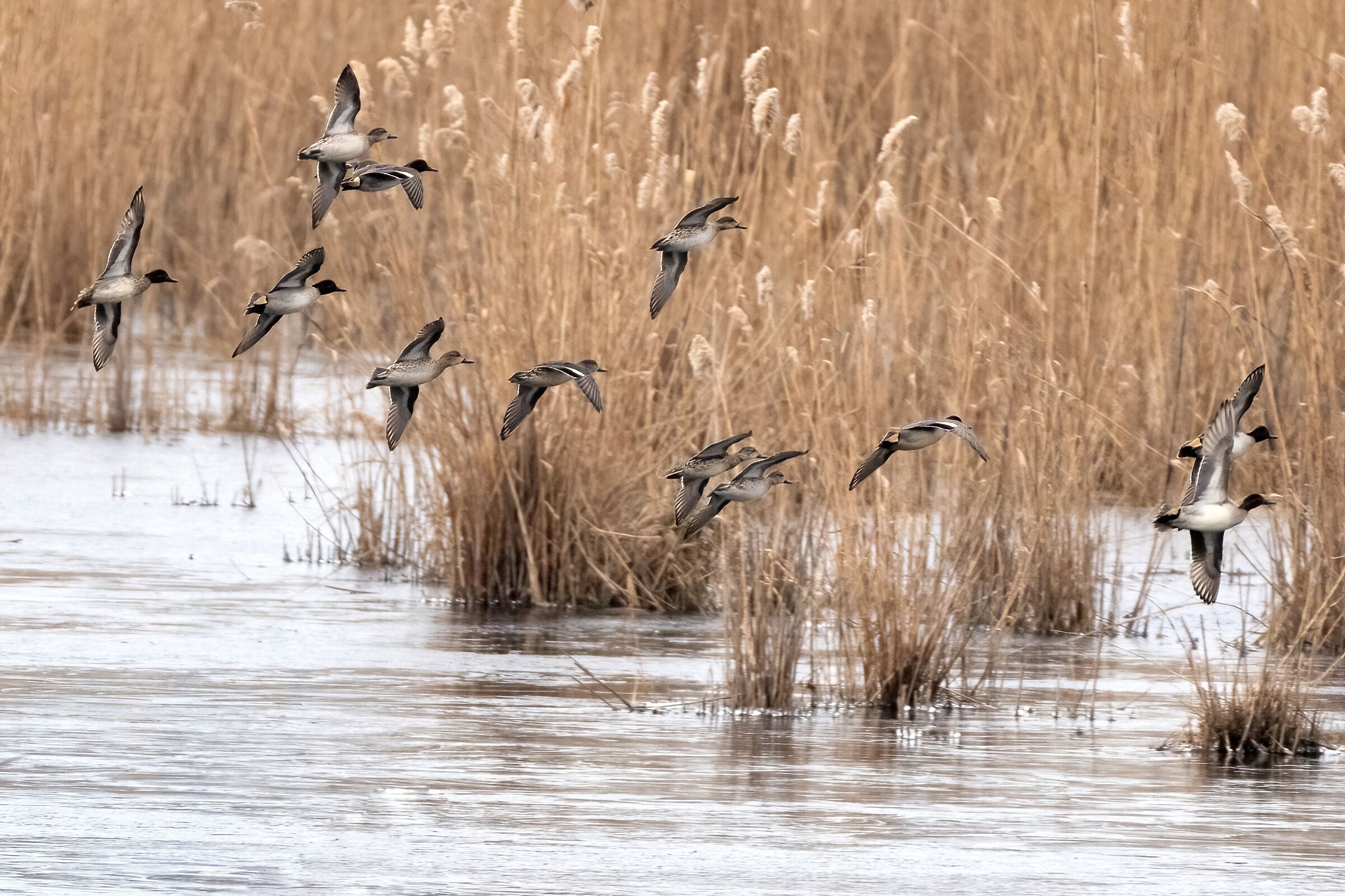 Poetry in the swamp.. Teal