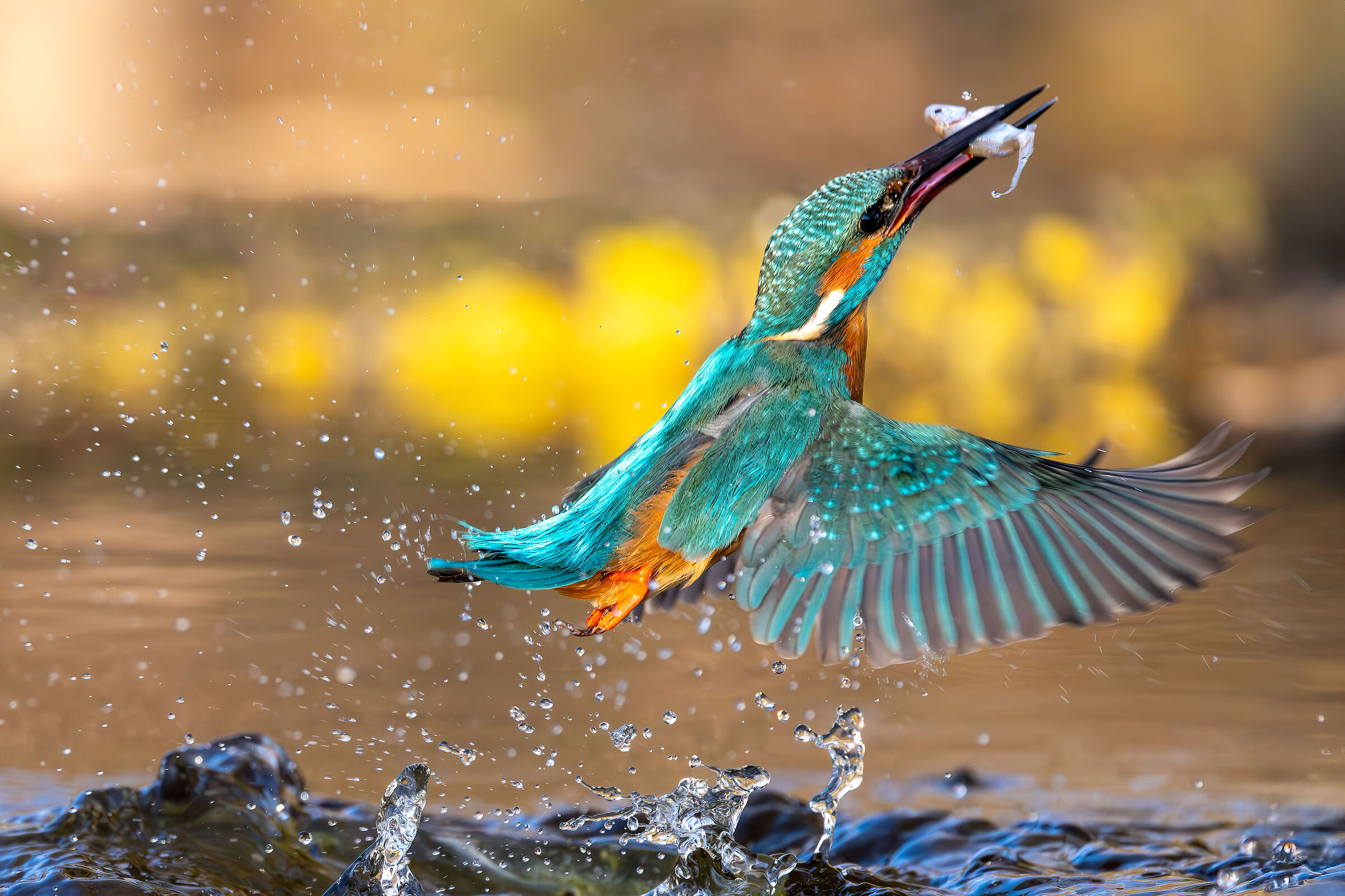 Kingfisher with prey