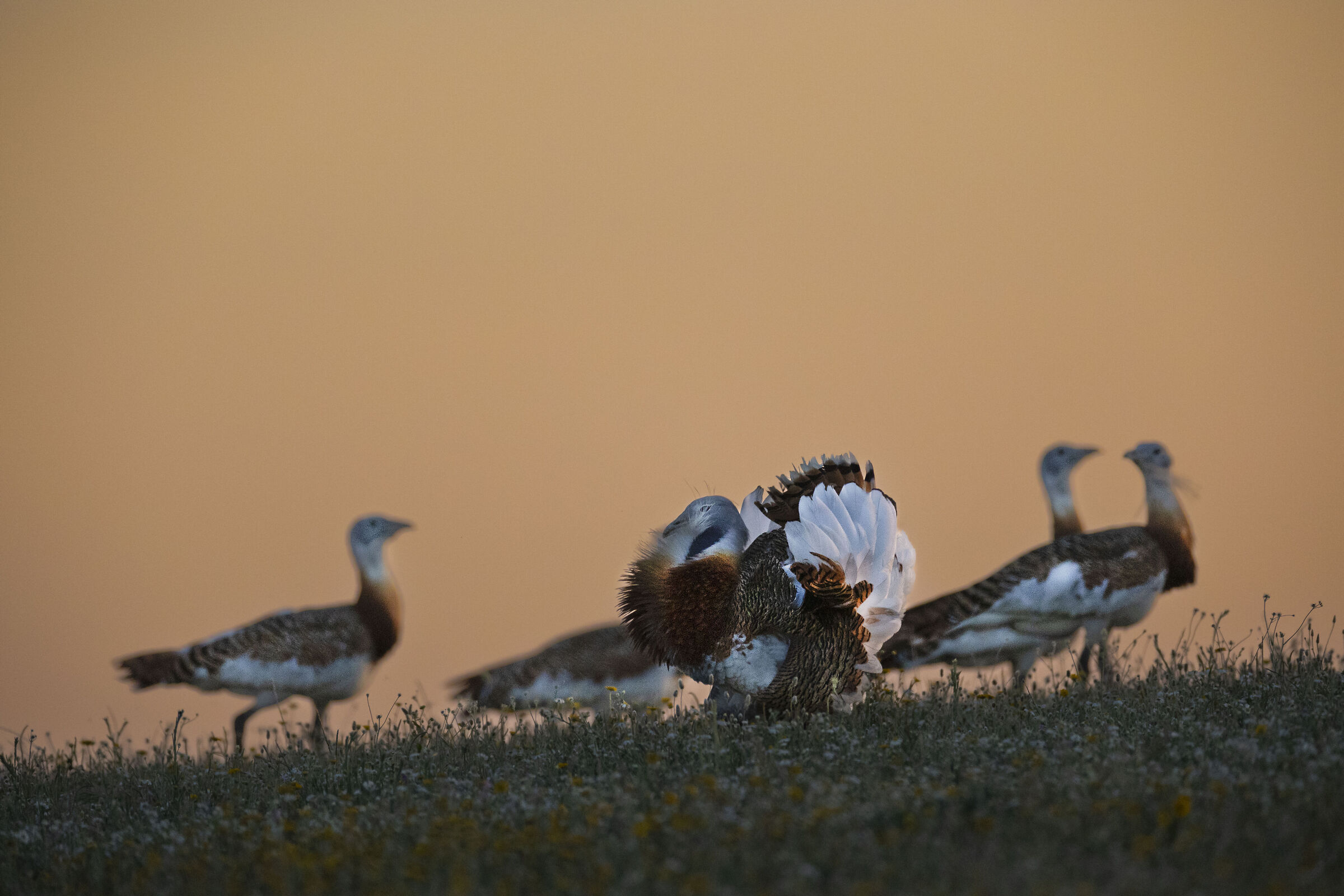 Bustard on parade at sunset