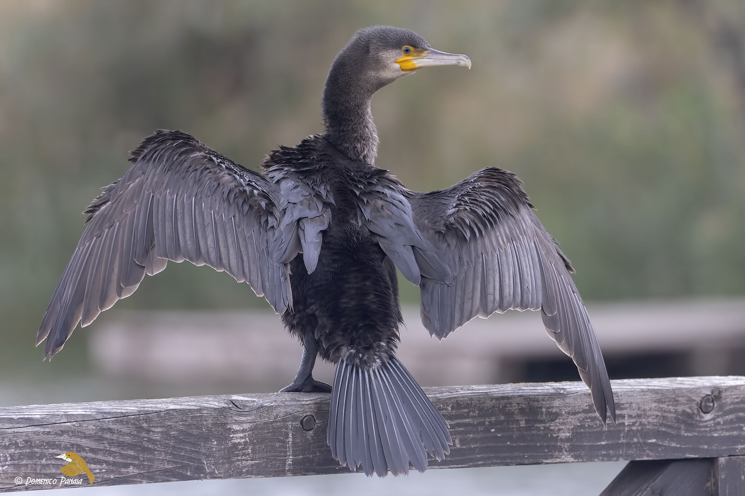 cormorano