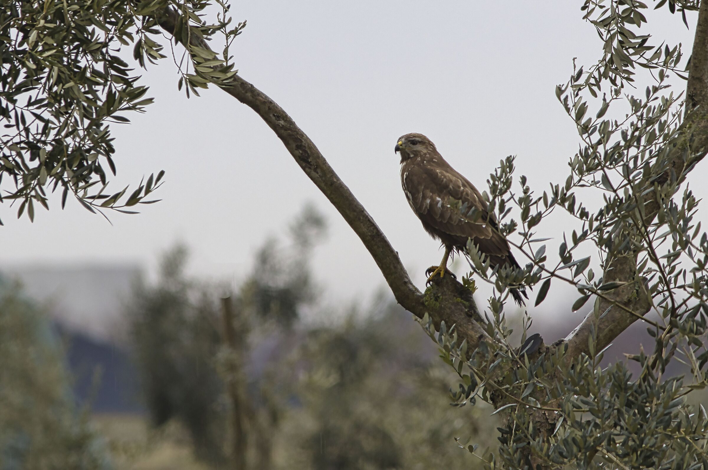 Common buzzard